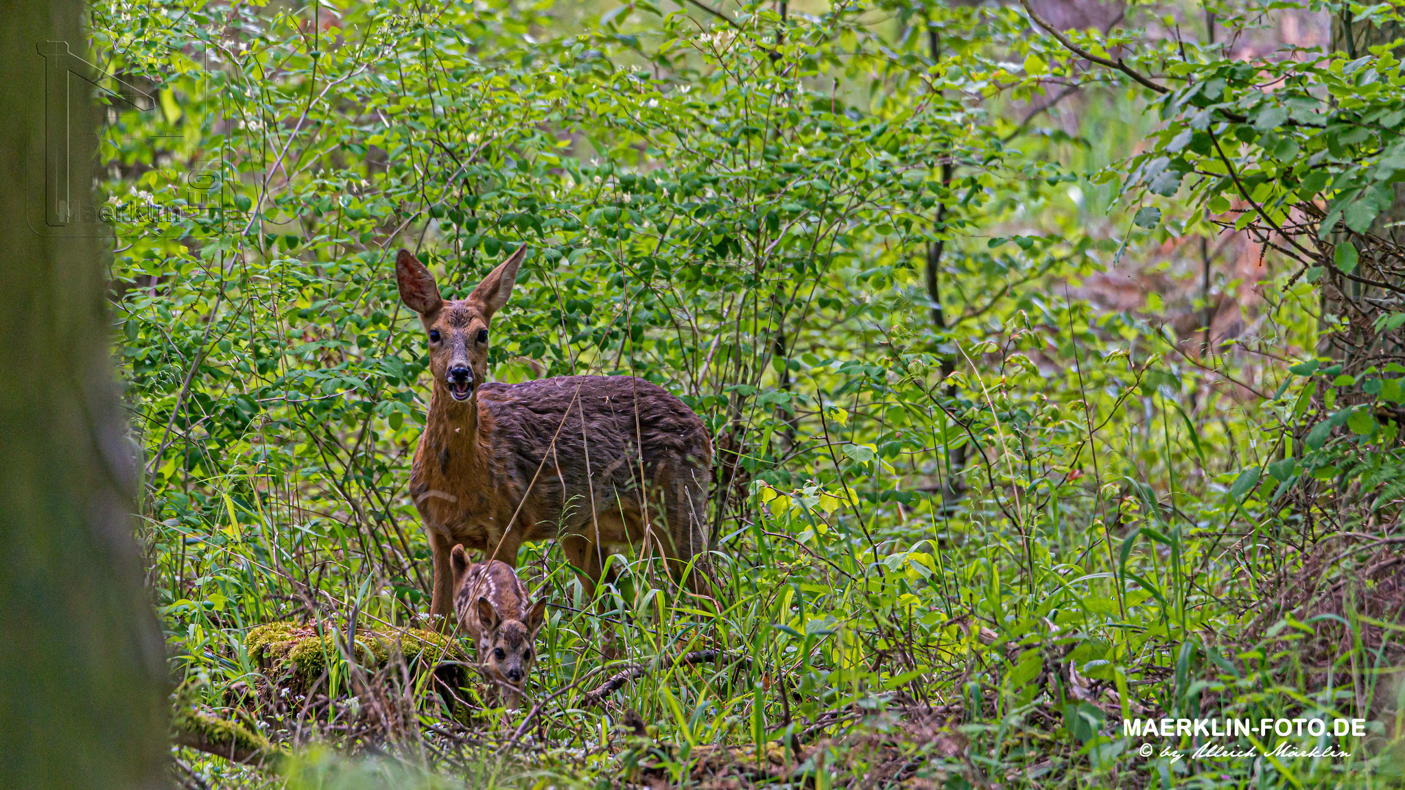 Rehgeiß mit Kitz (Rehwild, Capreolus capreolus) beim Äsen, Heckengäu (Baden-Württemberg)