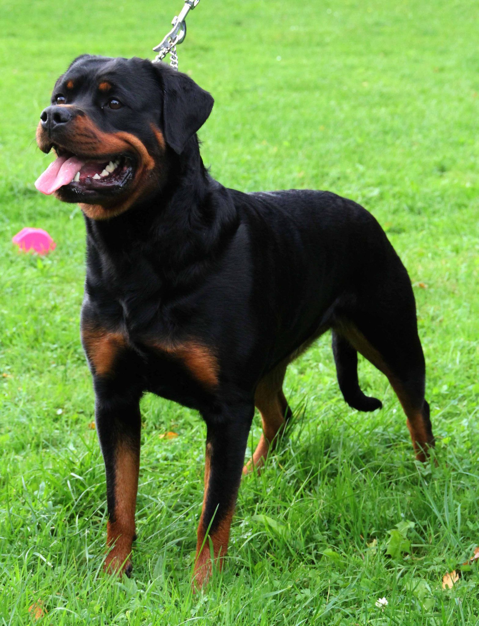 Nixe vom Wachberg II Zucht & Ausbildung von Sporthunden