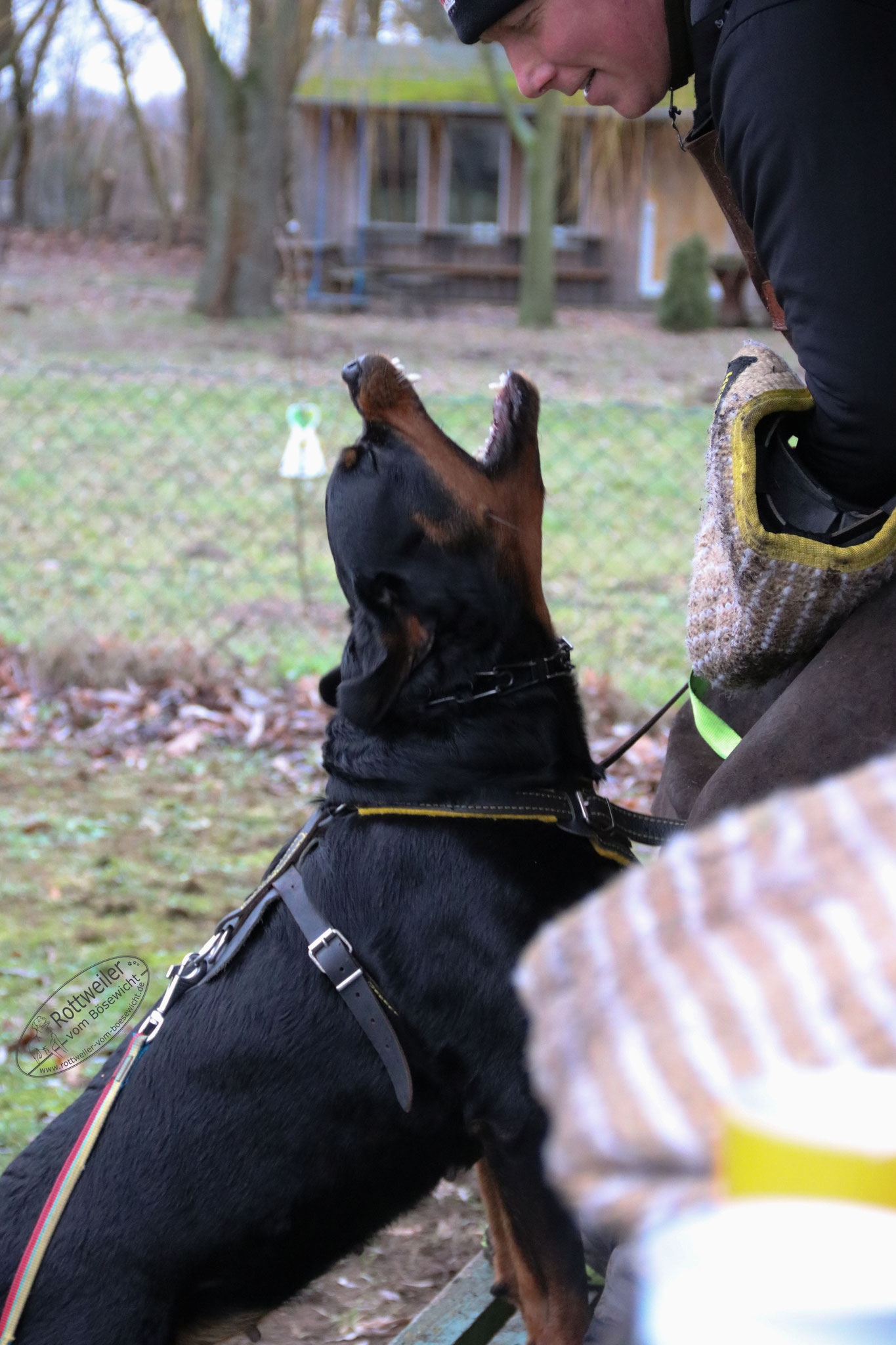 Nixe vom Wachberg II Zucht & Ausbildung von Sporthunden