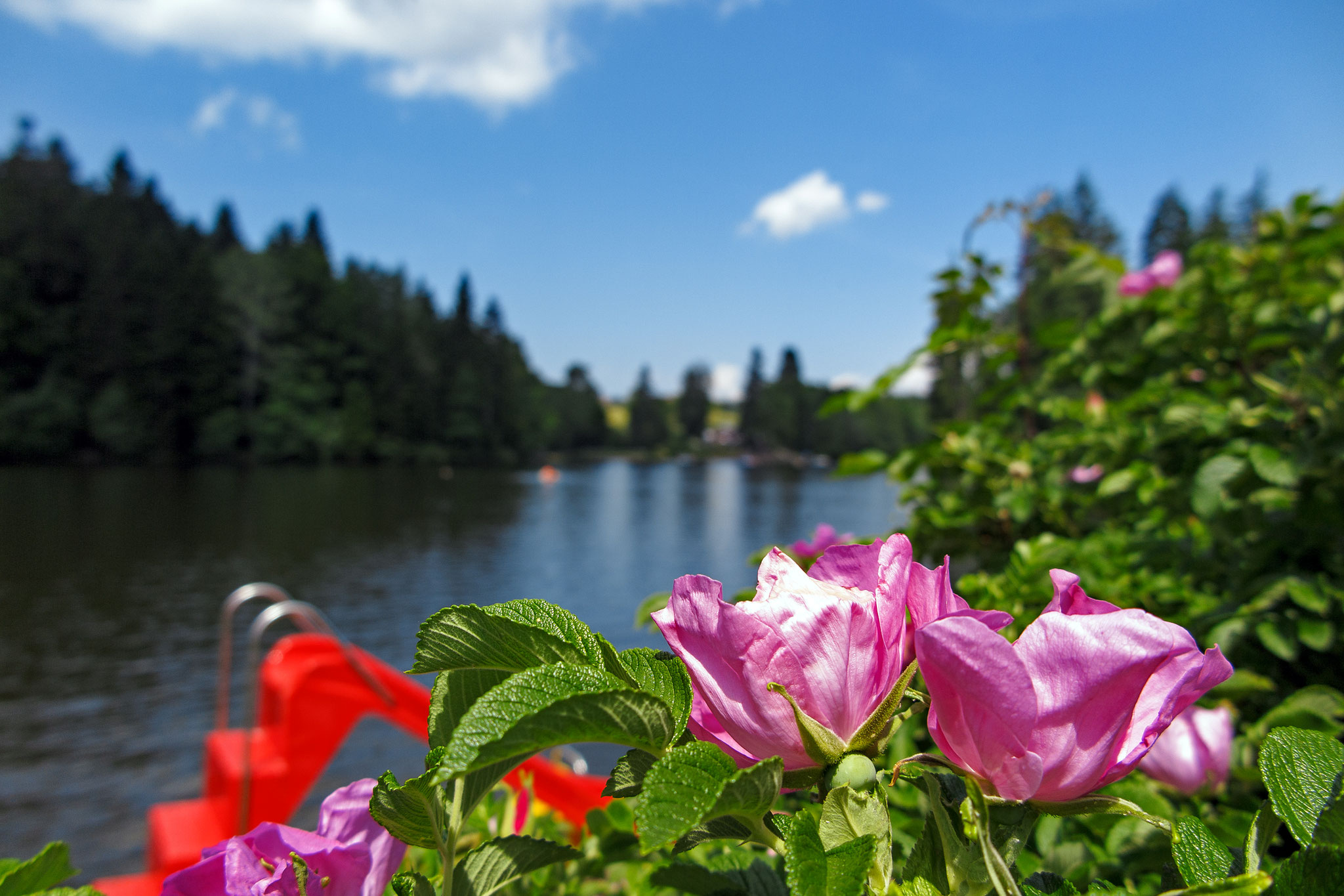 Ebnisee