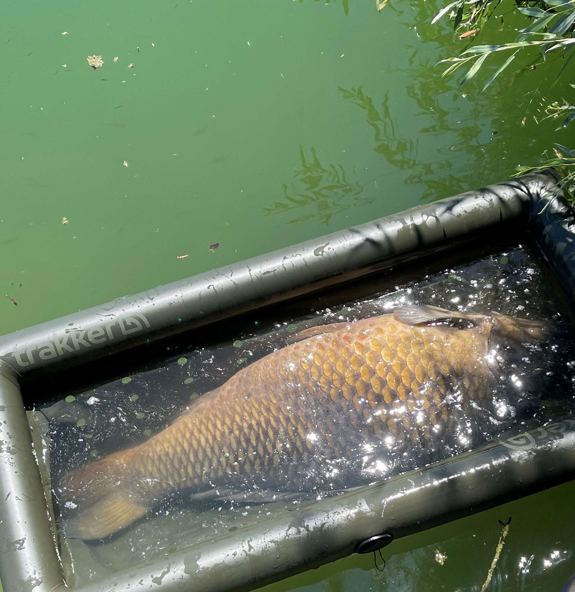 Catch & Release Karten für Gastangler 10ha Teich mit schweren Karpfen