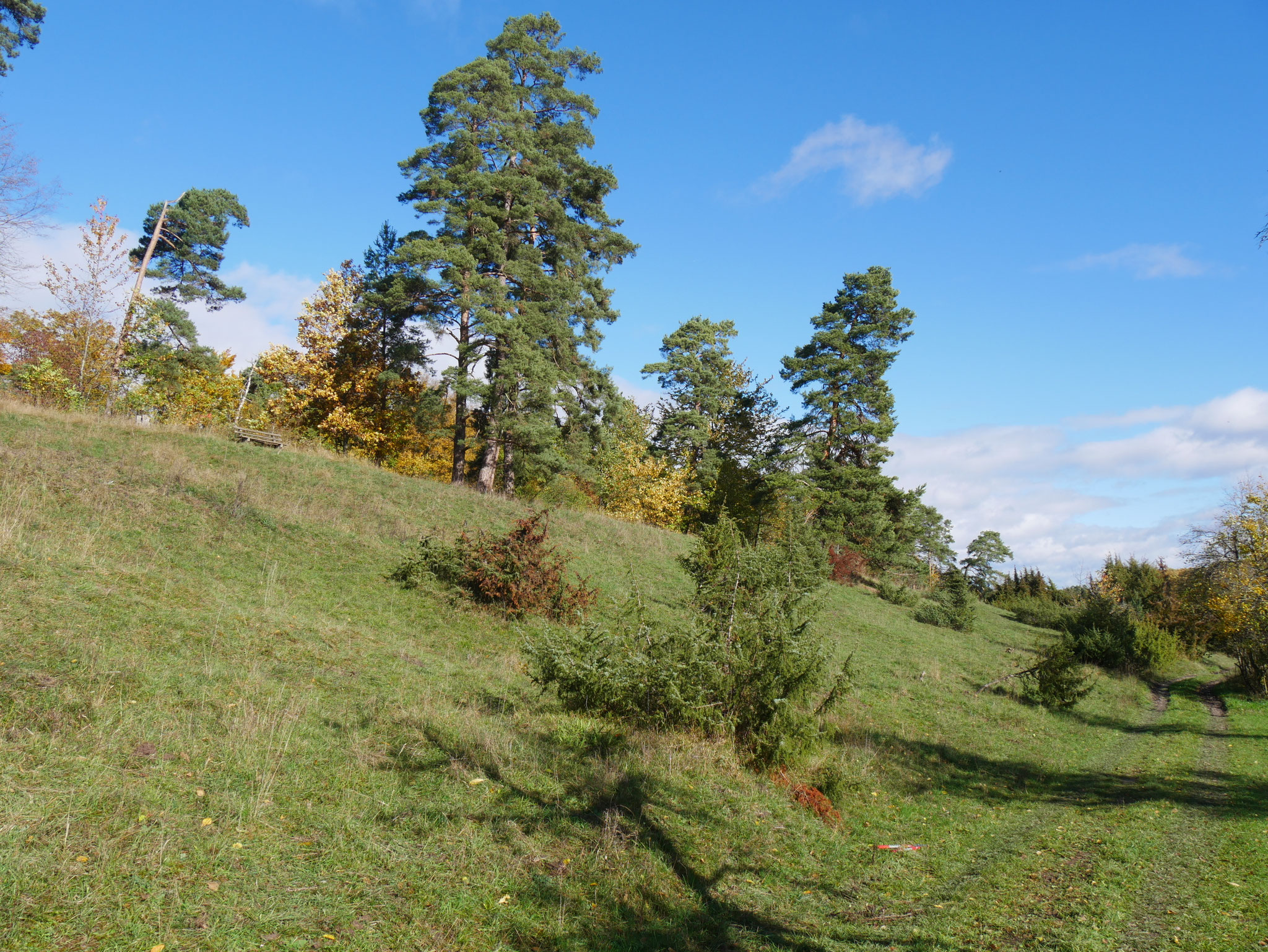 Die Fläche ist jetzt in einem guten Zustand für das kommende Jahr. Copyright: Yannick Mauch.