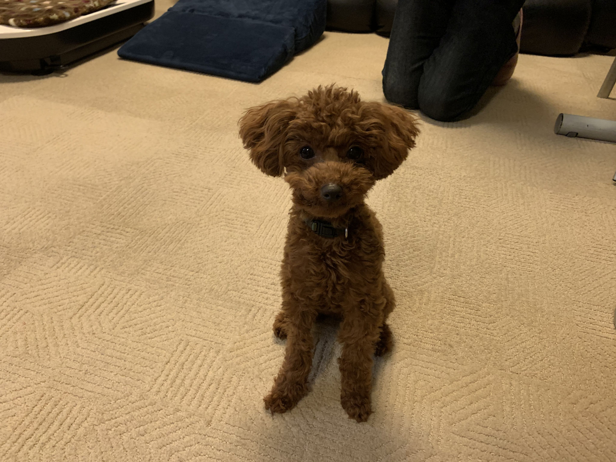 ナッツくん