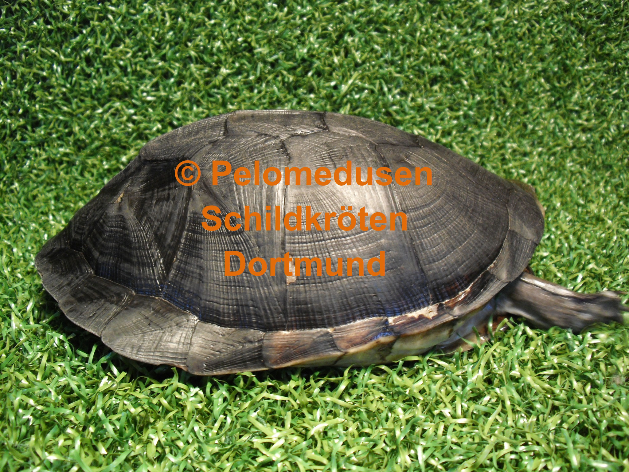 Pelusios carinatus pelomedusendortmunds Webseite!