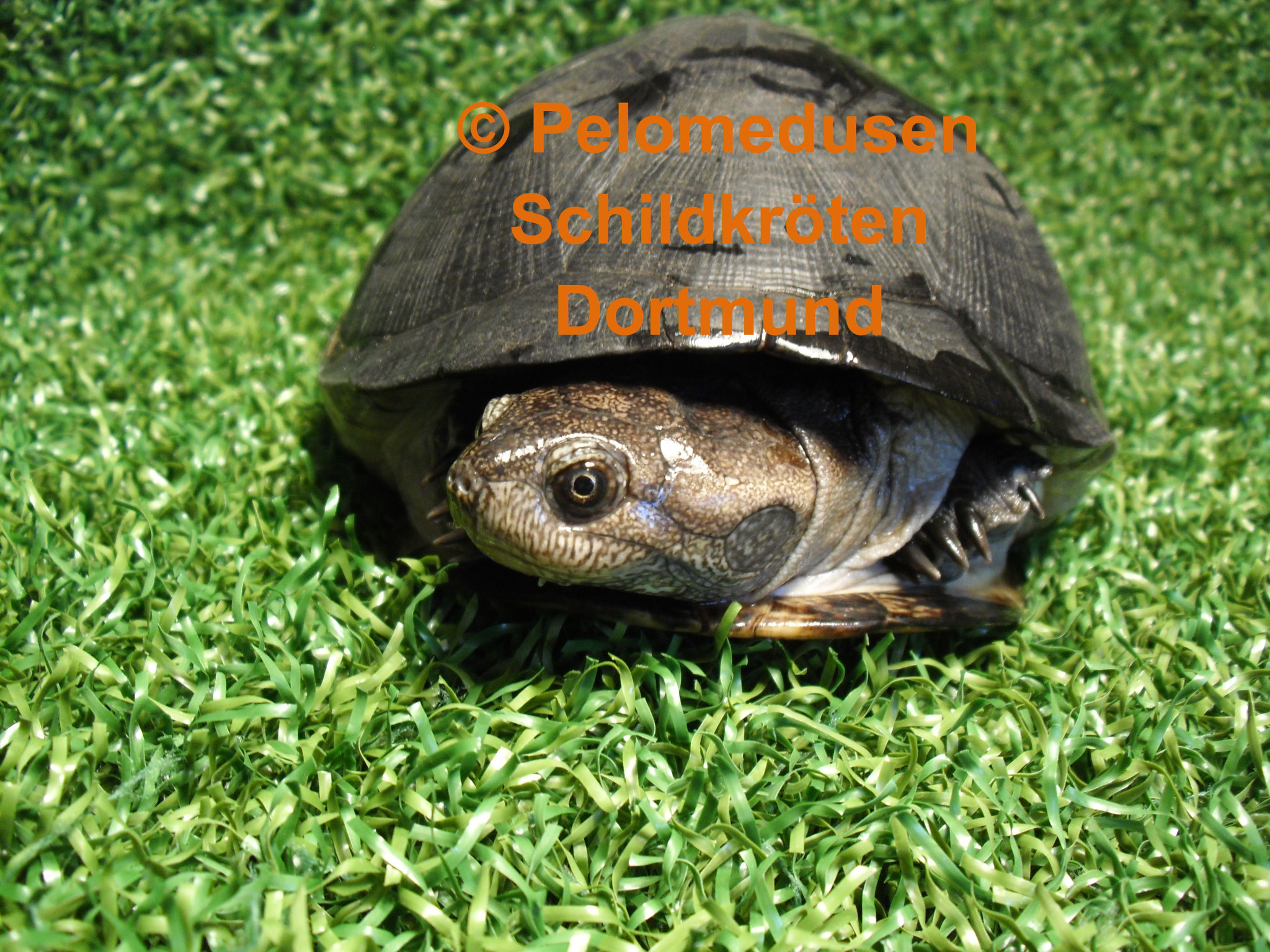 Pelusios carinatus pelomedusendortmunds Webseite!