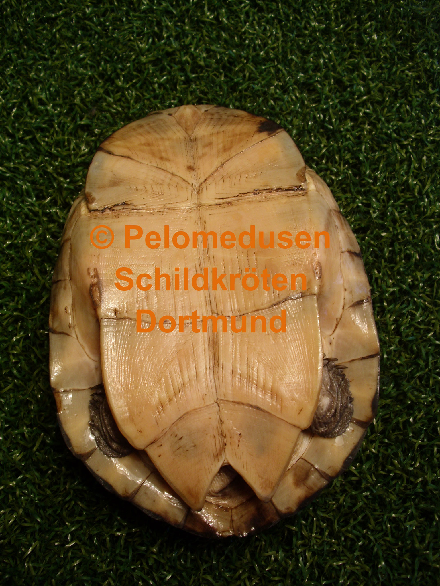 Pelusios carinatus pelomedusendortmunds Webseite!