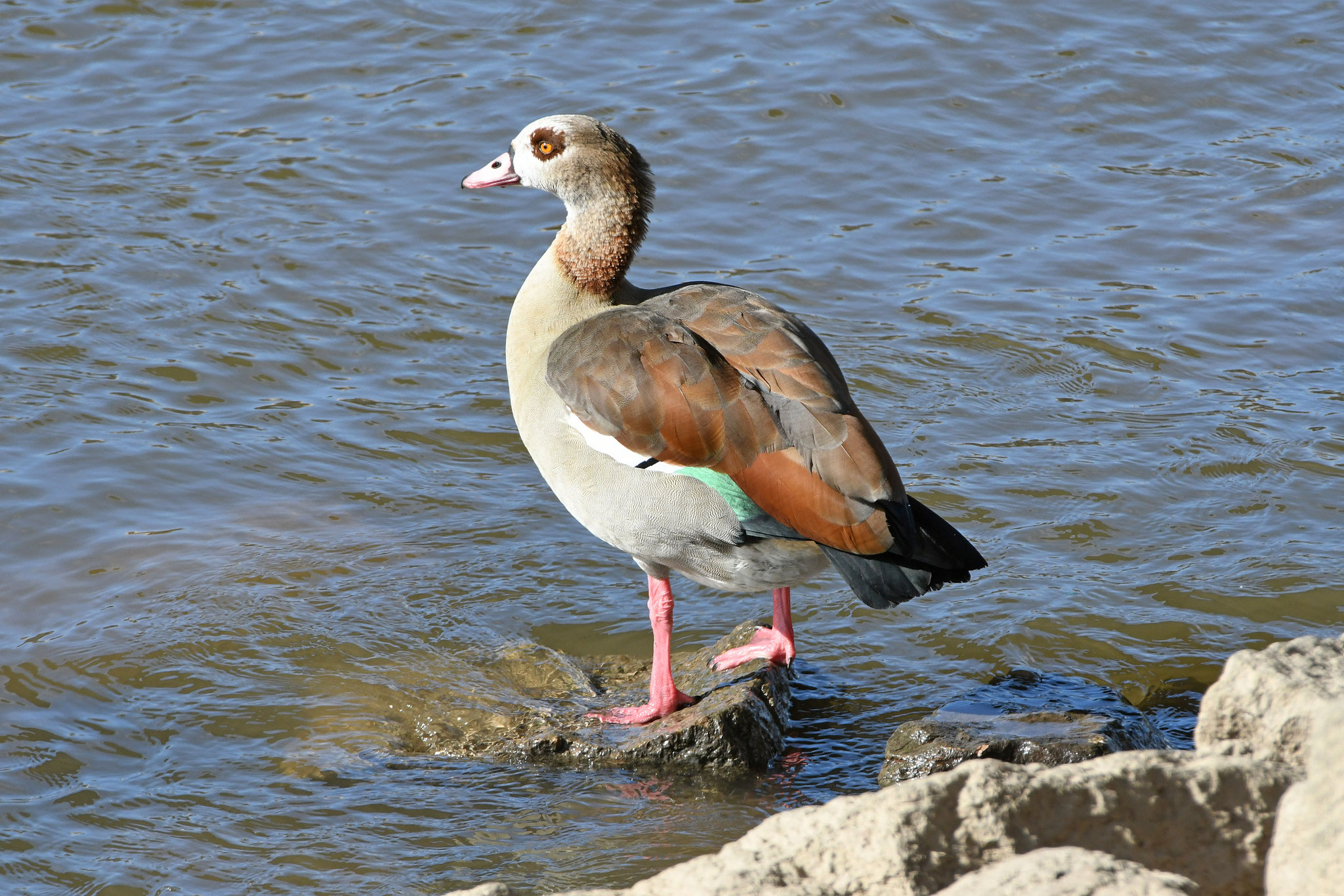 Nilgans