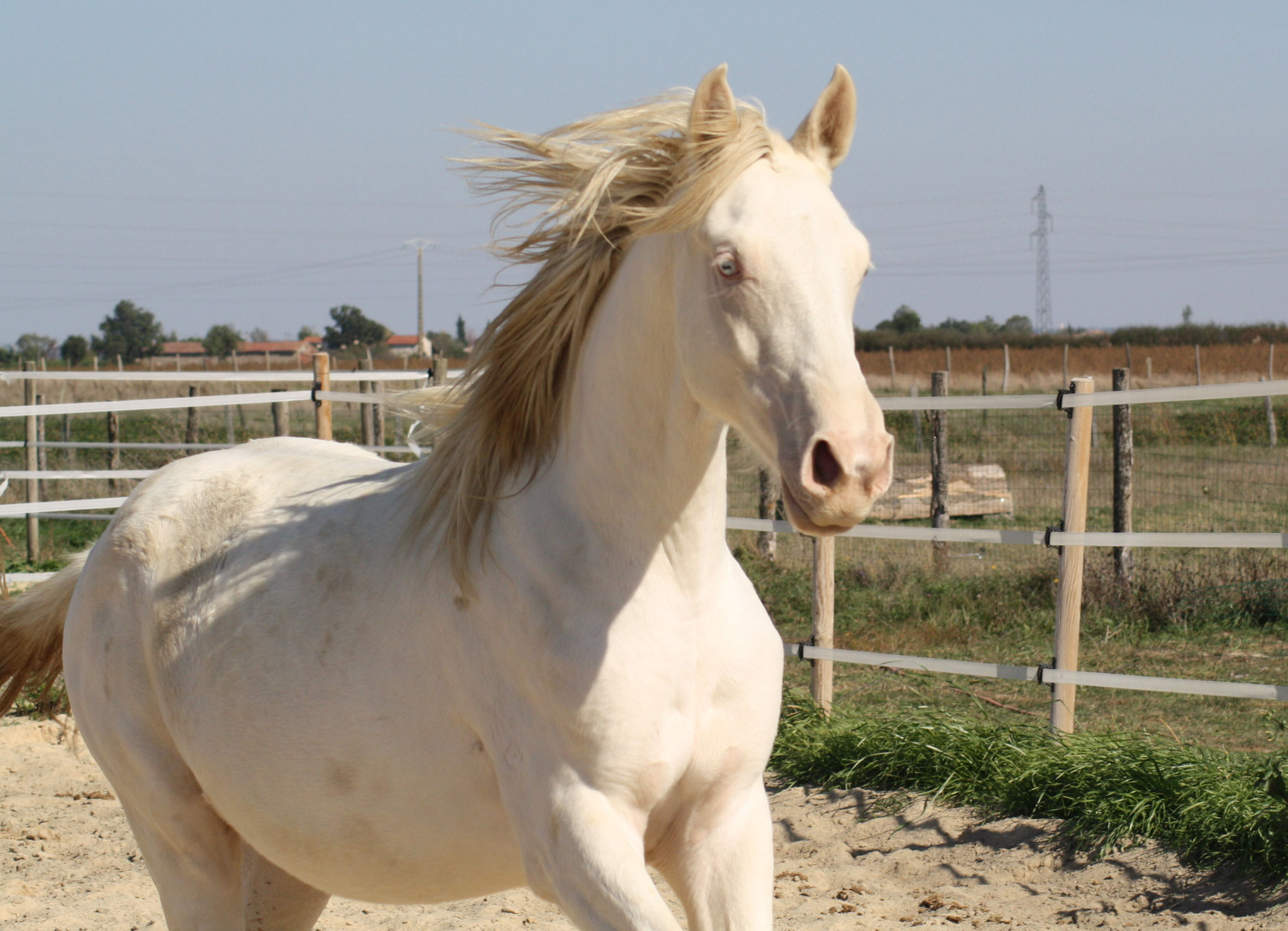 Haras du turel a vendre
