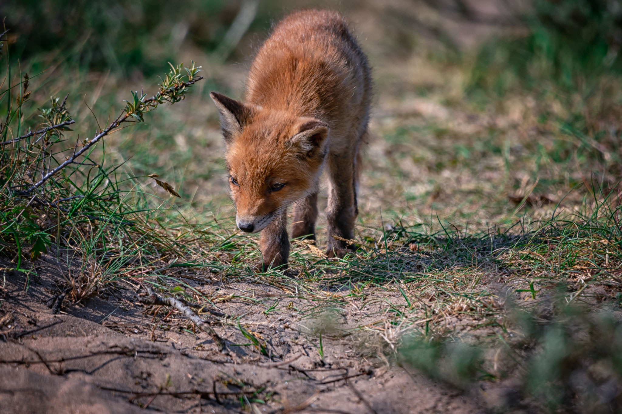 nature, vos, fox