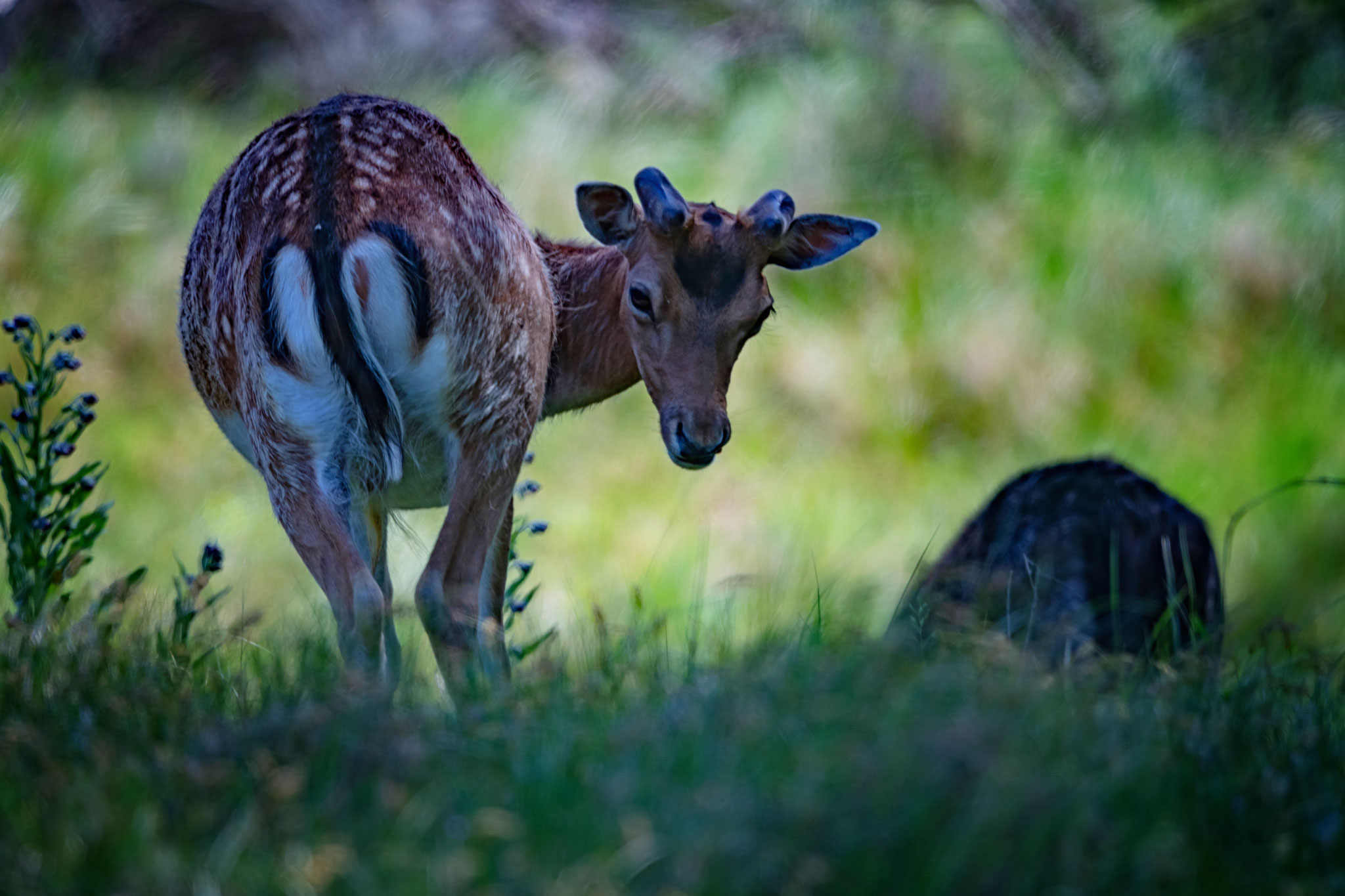 Wildlife, damhert, hert, deer