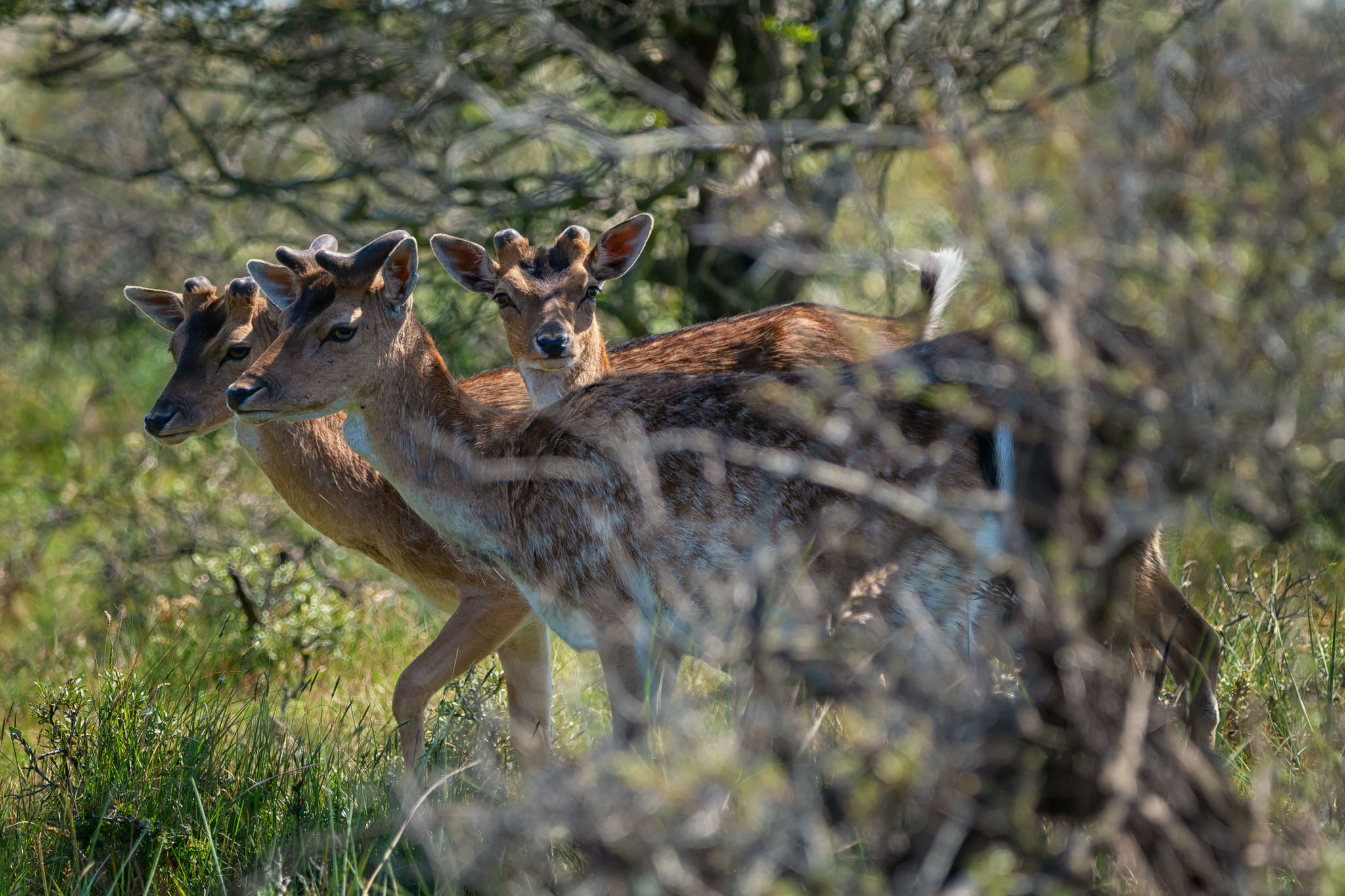 damhert, hert, deer, wildlife