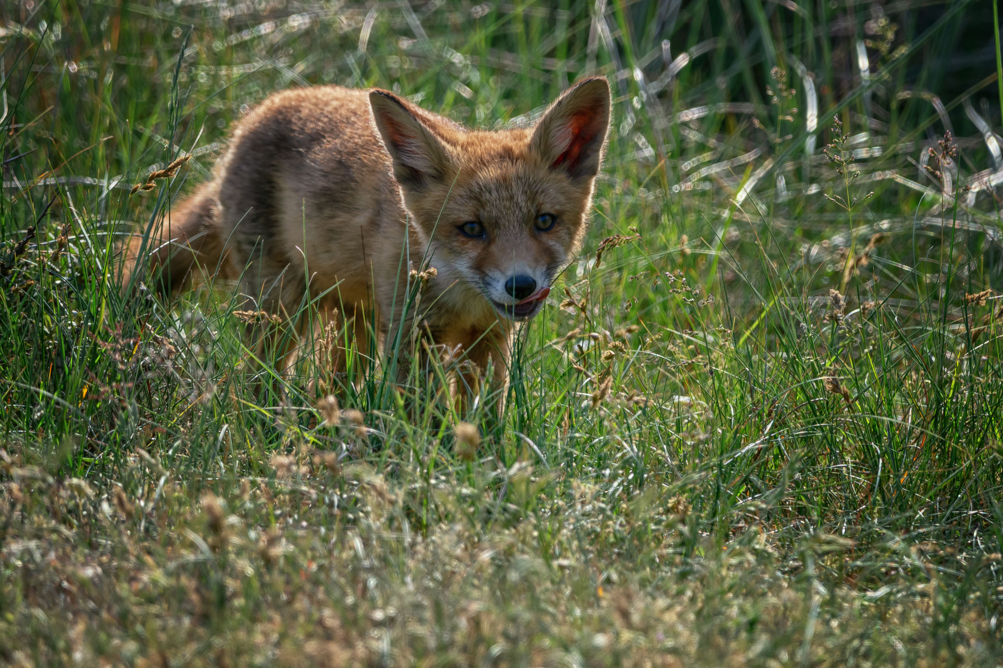 nature, vos, fox, wildlife