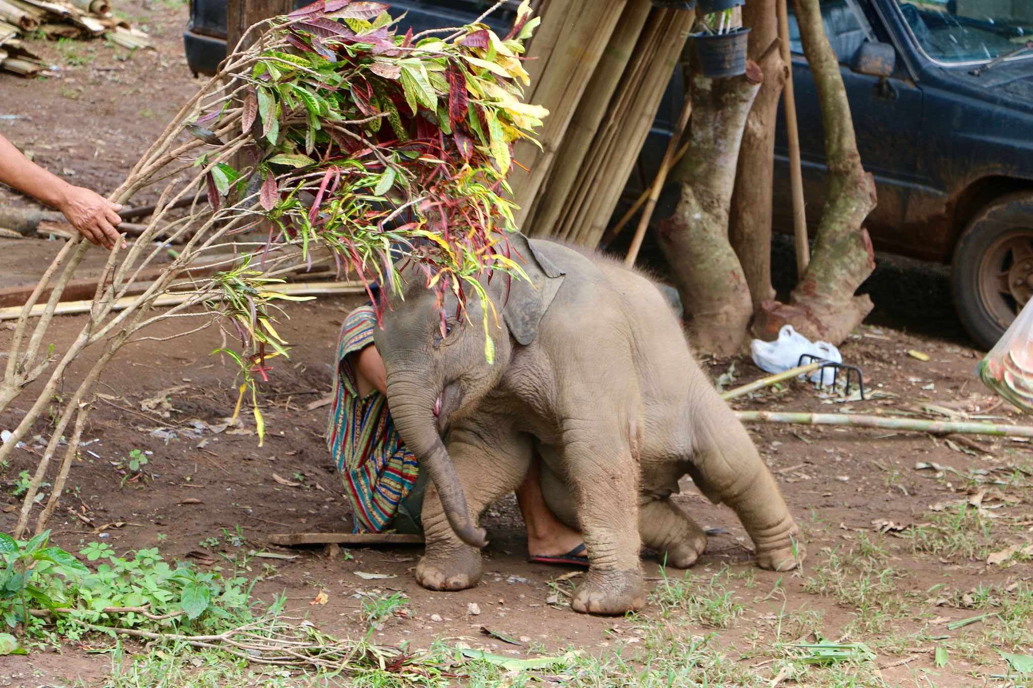 Elephant Jungle Sanctuary - Das Baby :)
