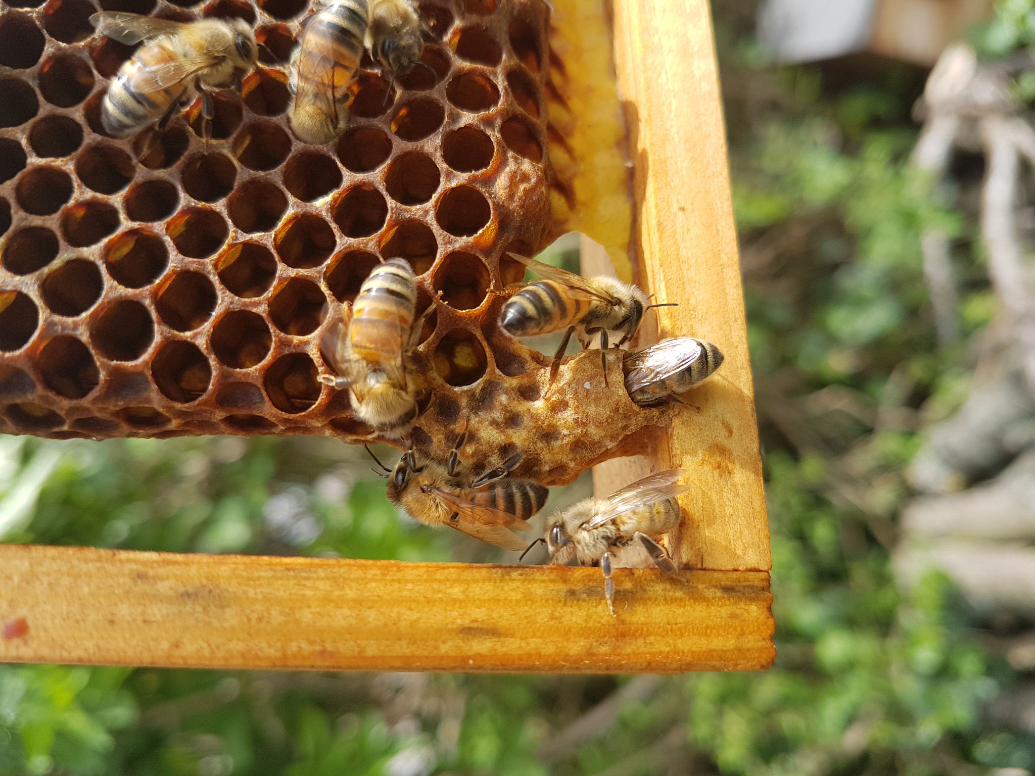 Schlaue Dinge über Bienen stadtimkerberlins Webseite!