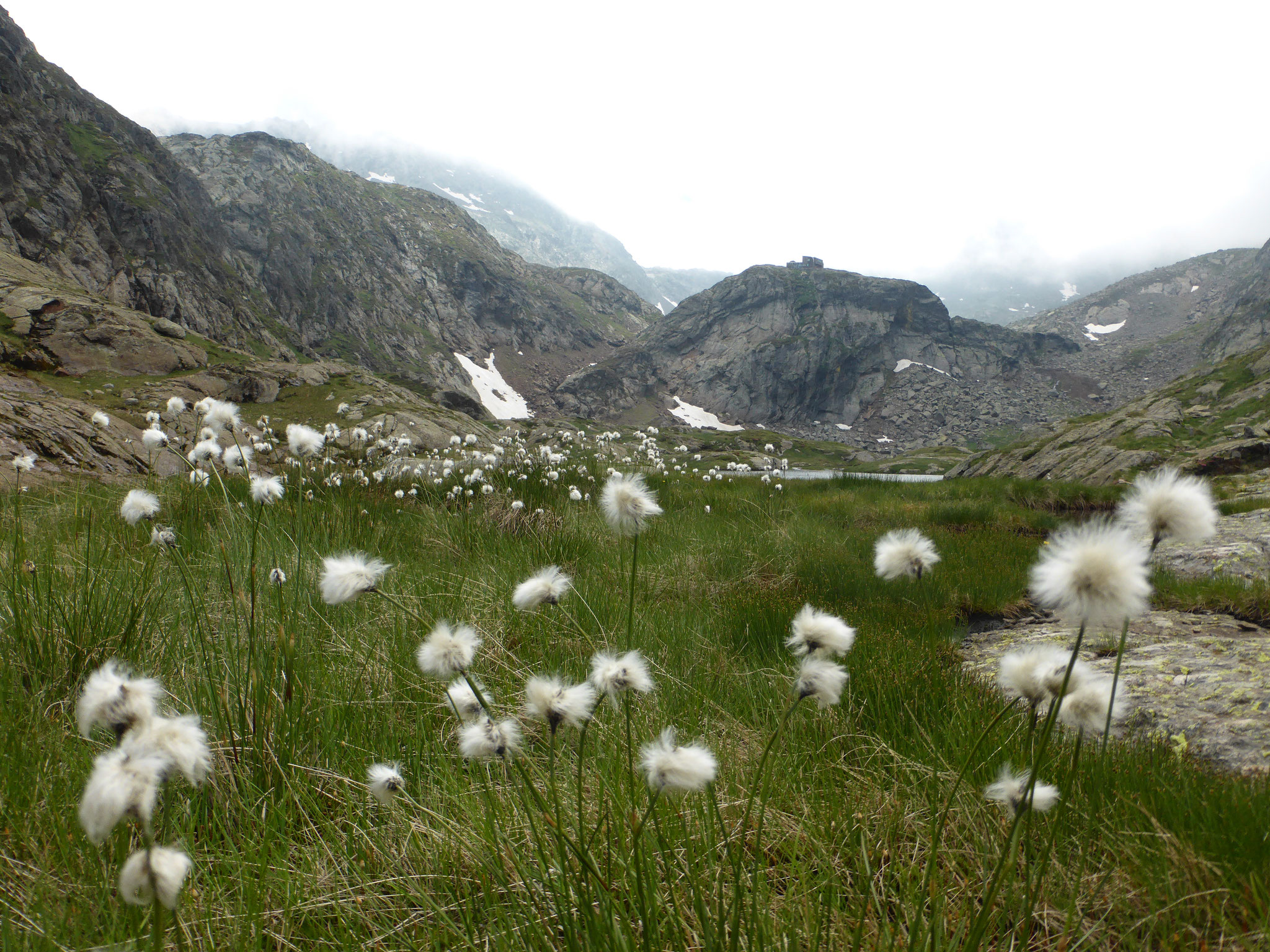 Le refuge des Etangs Fourcat avec ses linaigrettes