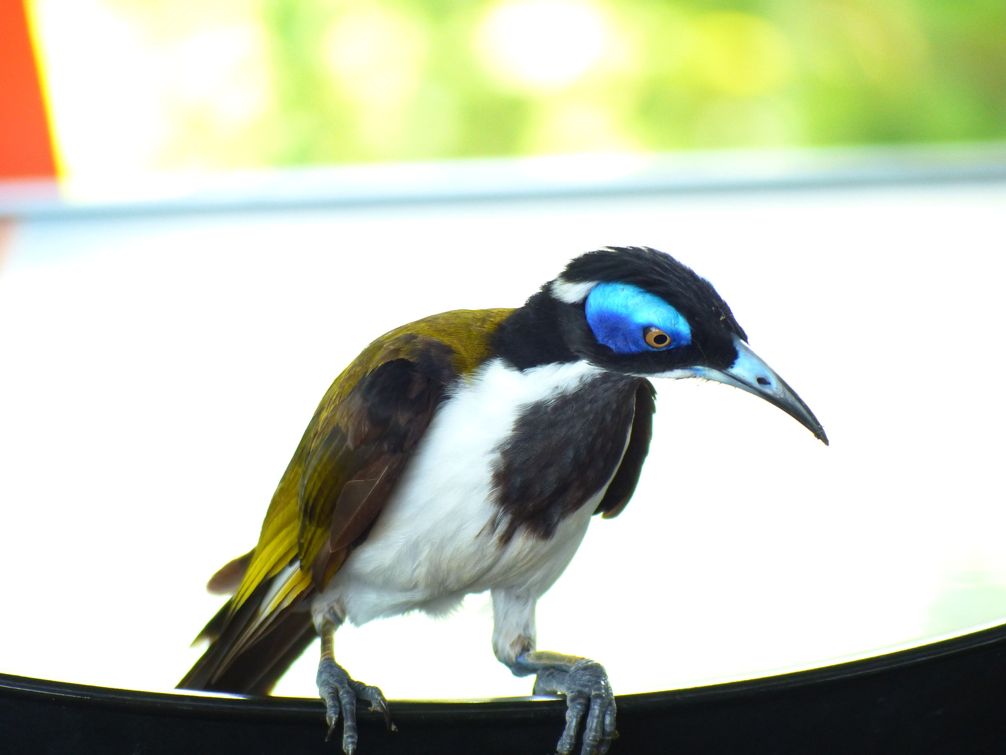 Vous n'avez pas fini de voir des photos d'oiseaux en tout genre!