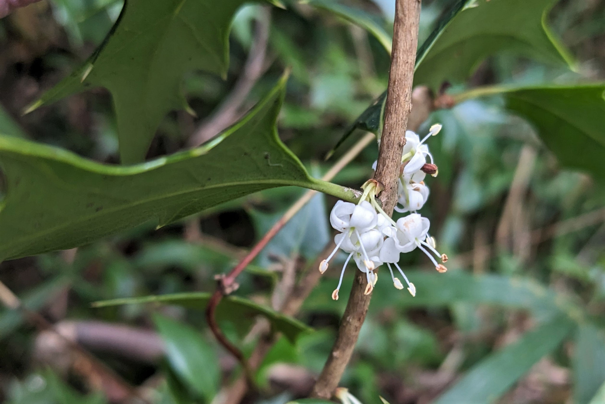 ヒイラギ（雄花）　まだ雌花は見つかりません