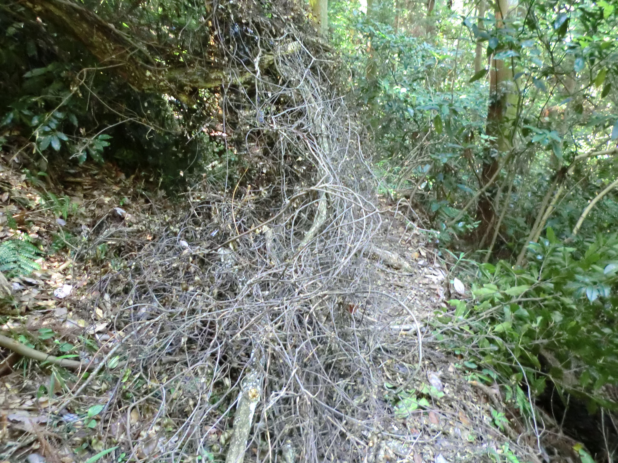 要注意箇所