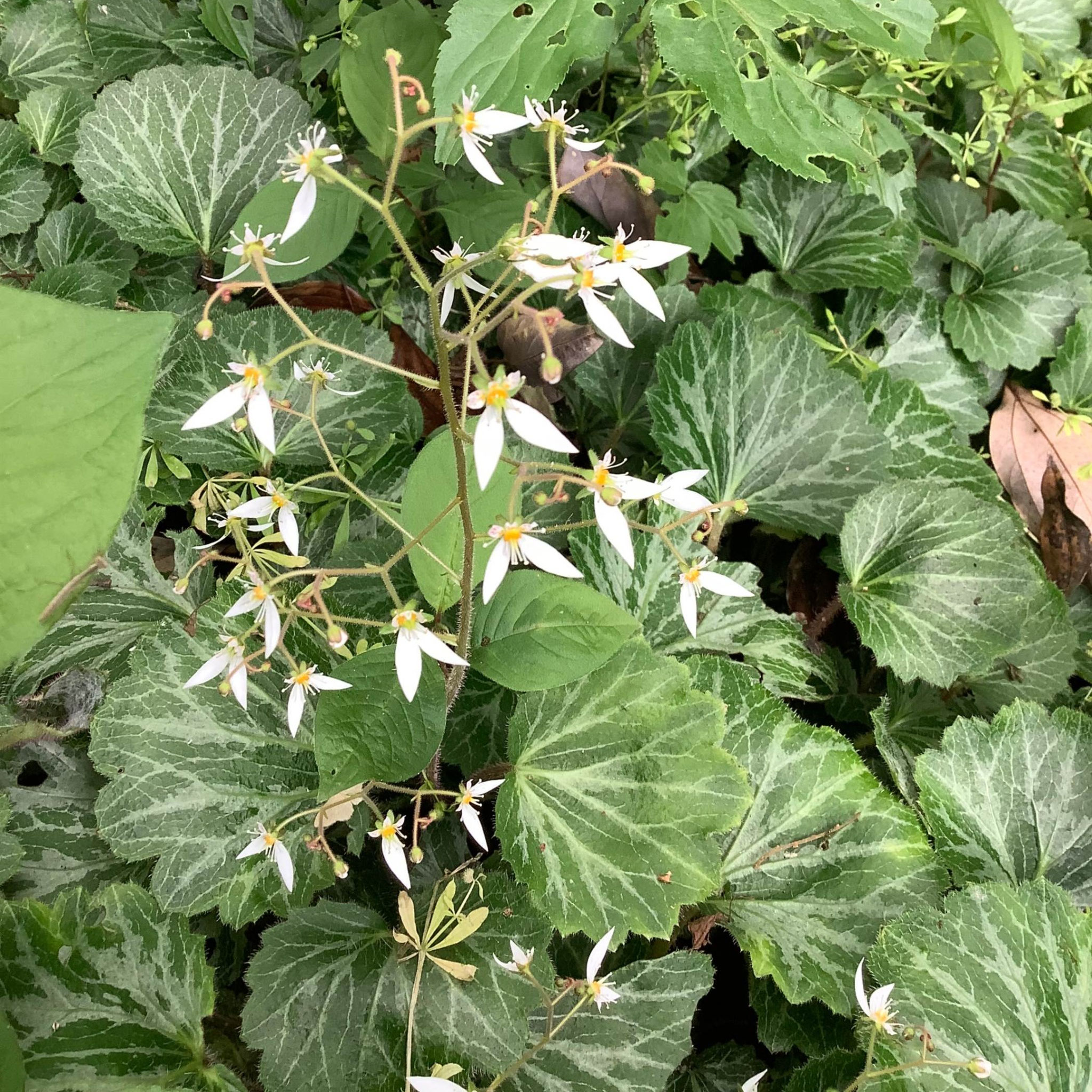 ユキノシタ