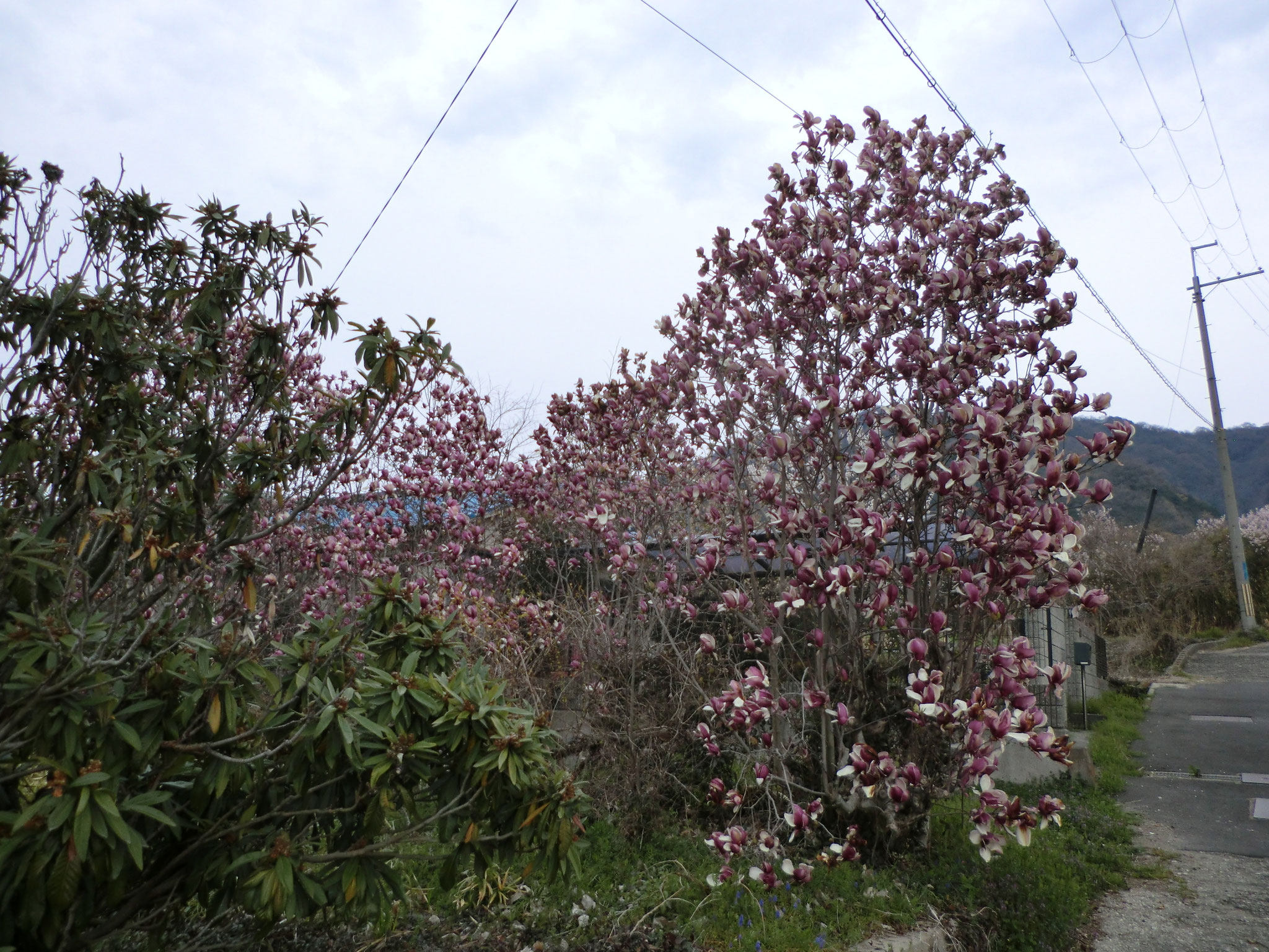 水吞地蔵院からの帰り道の花