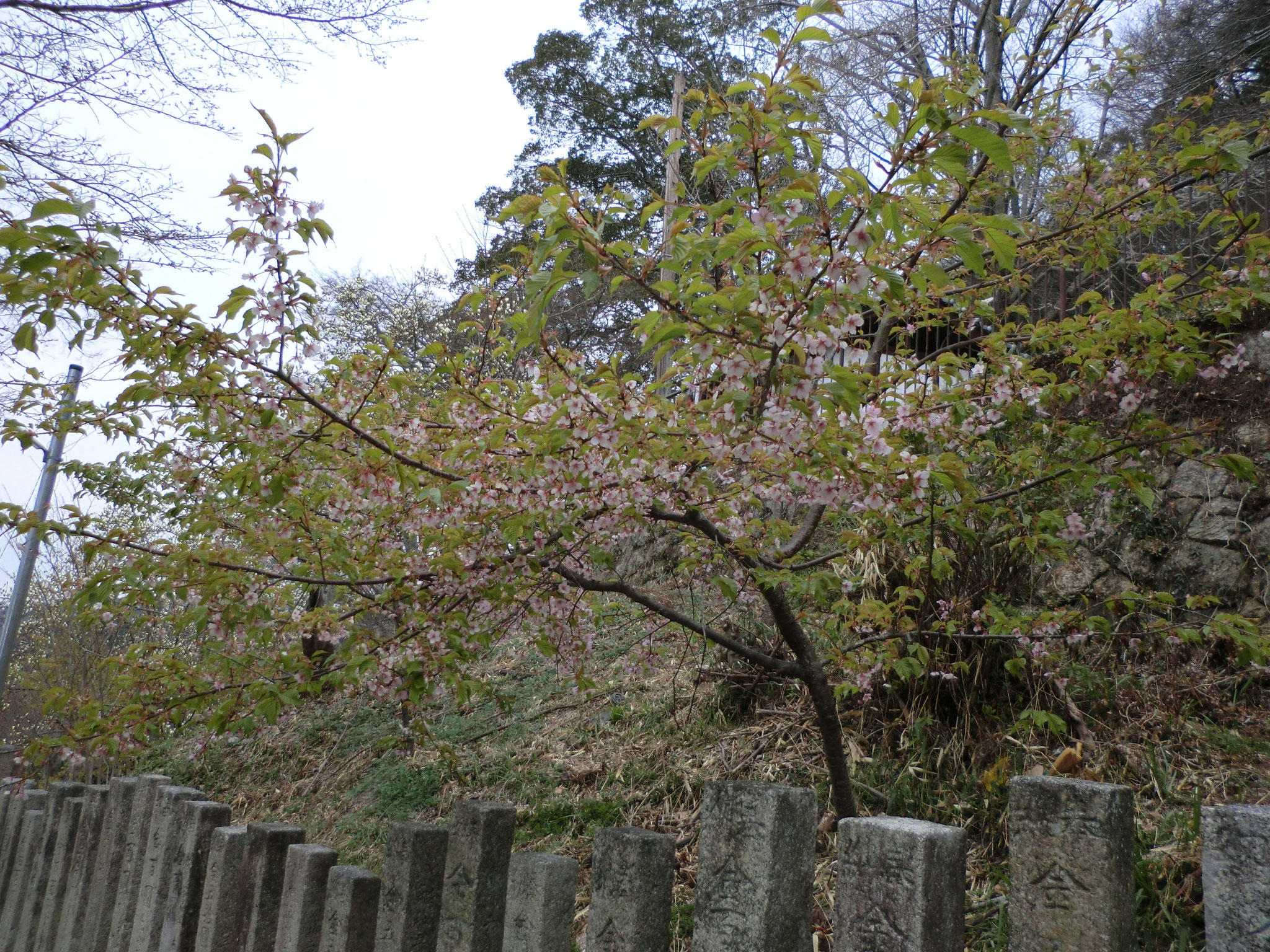 水吞地蔵院からの帰り道の花