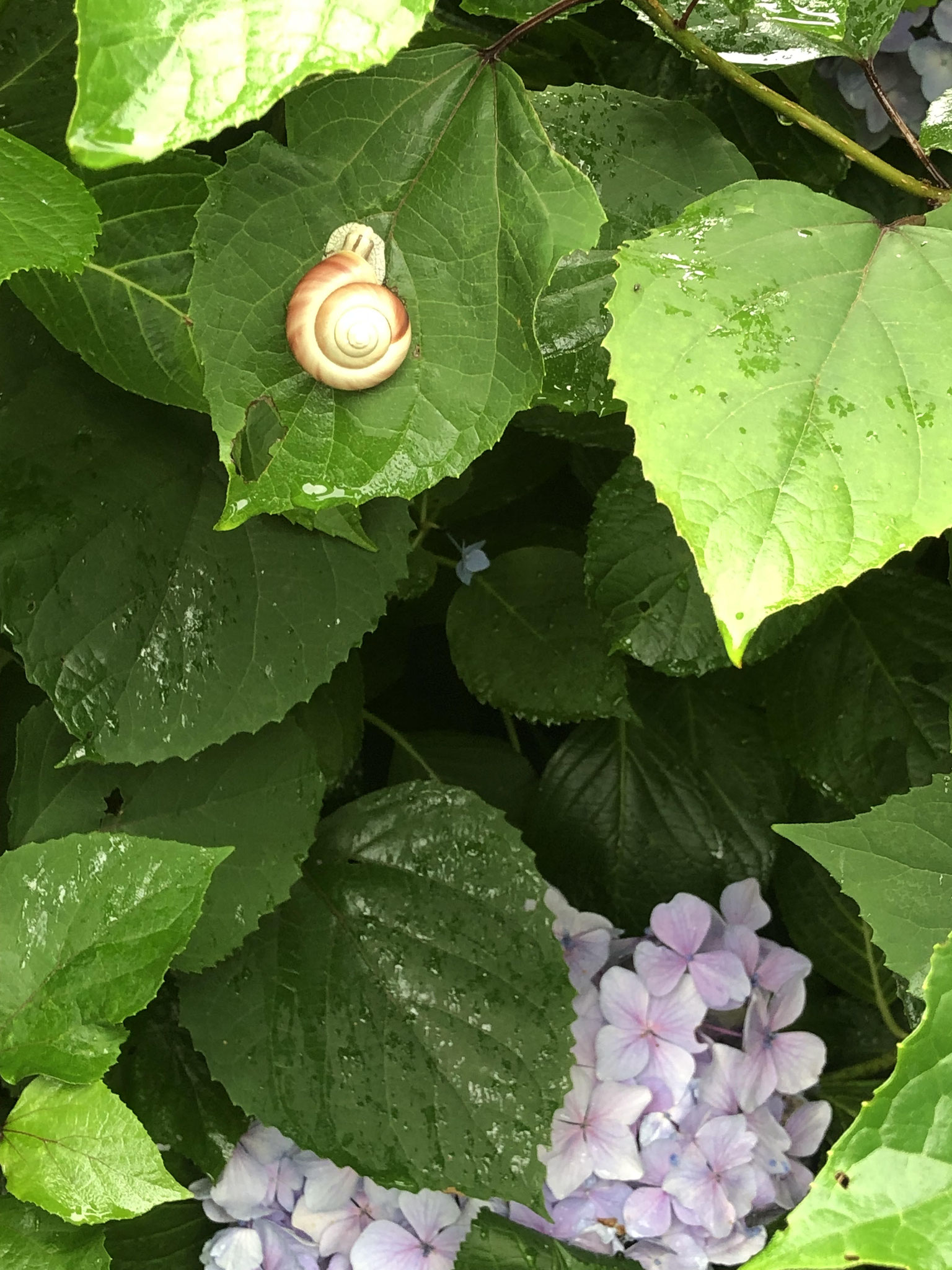 カタツムリも行儀よく雨を楽しんでます。