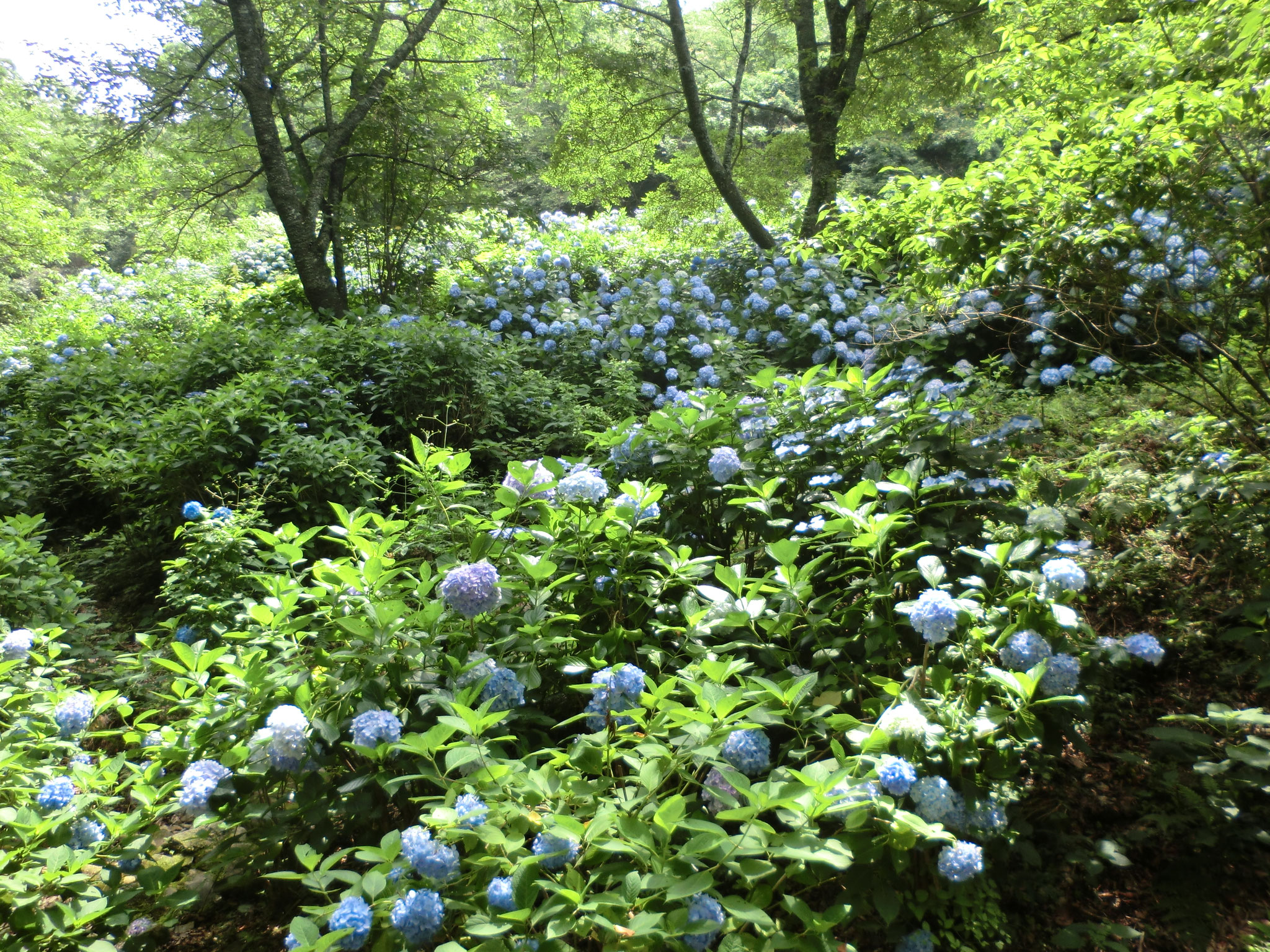 アジサイ園