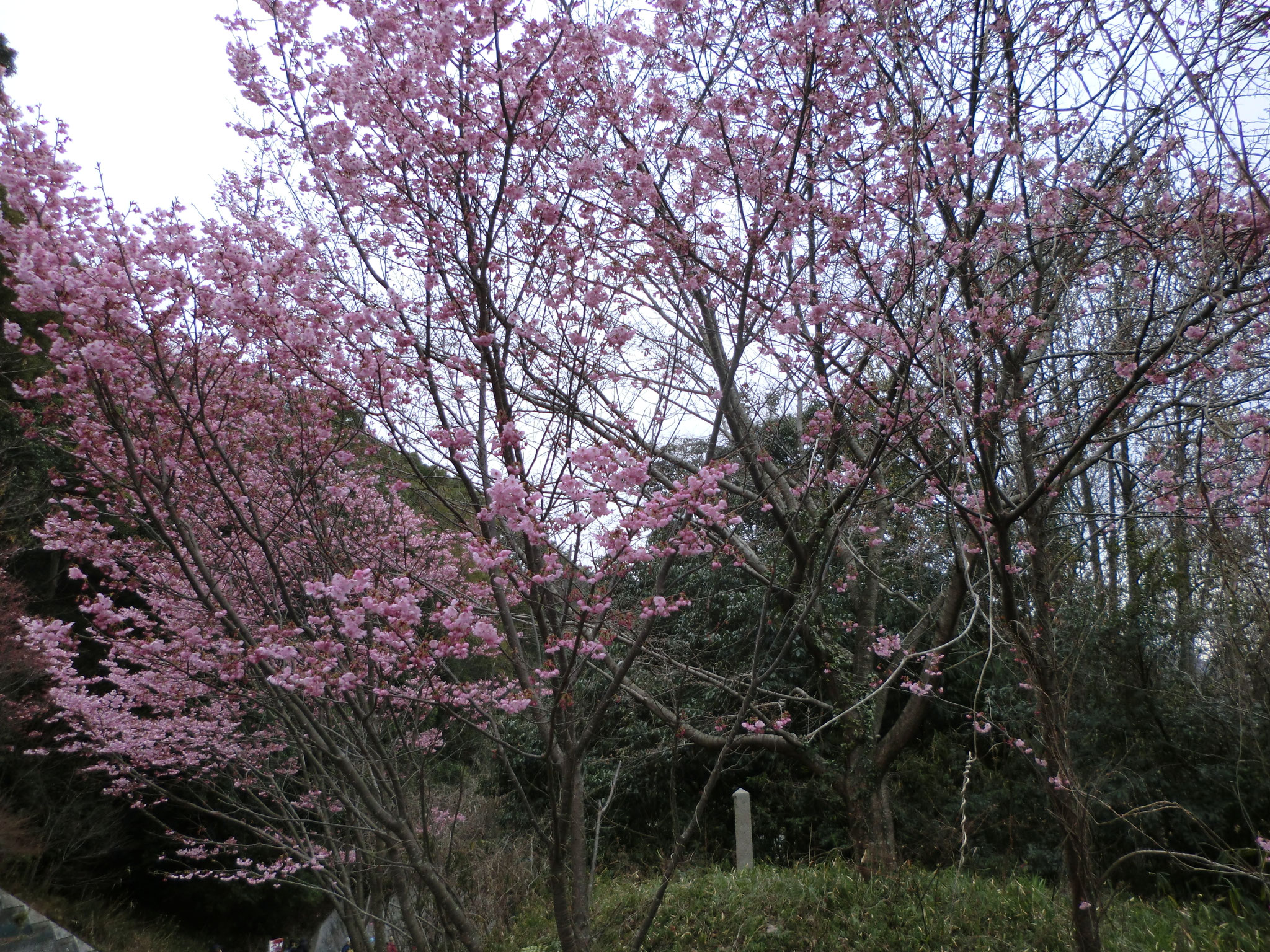 水吞地蔵院からの帰り道の花