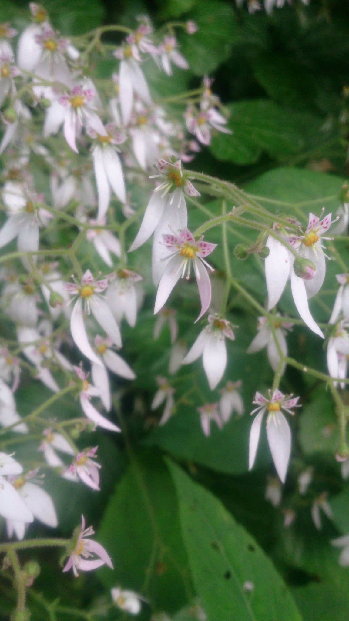 ユキノシタ（花のアップ）