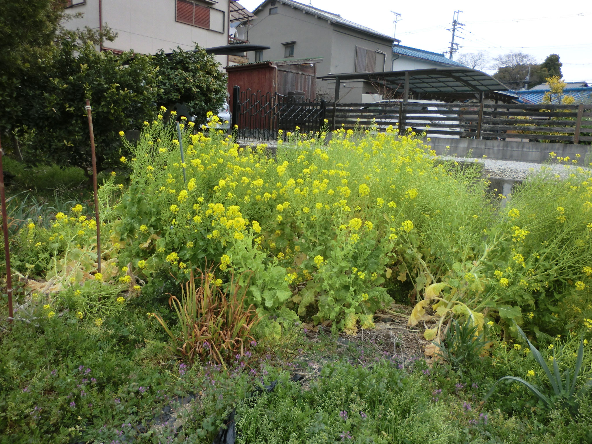 水吞地蔵院からの帰り道の花