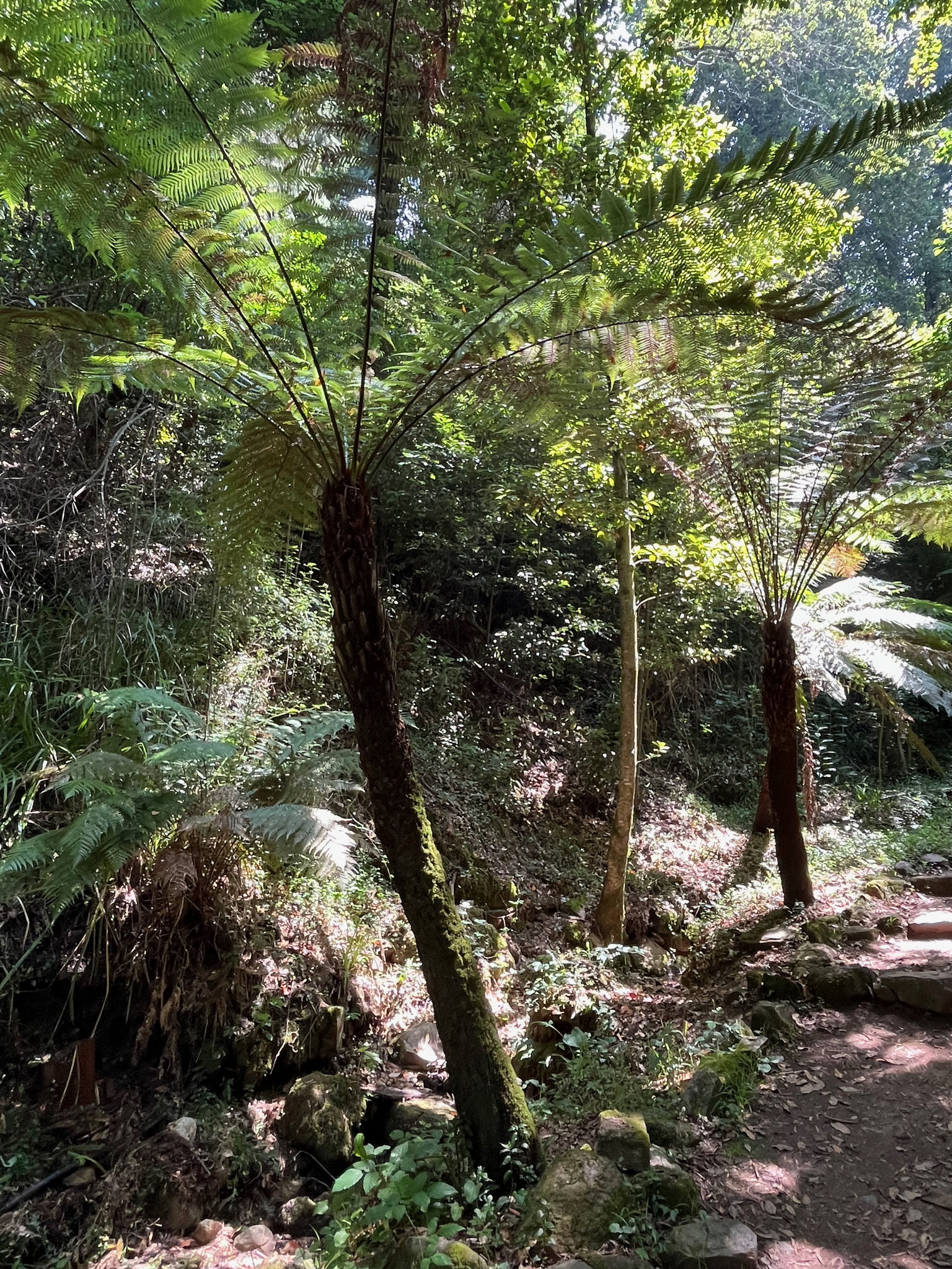 Es geht auf einen Hügel in einen aussergewöhnlichen Wald, der ummauert ist und ...