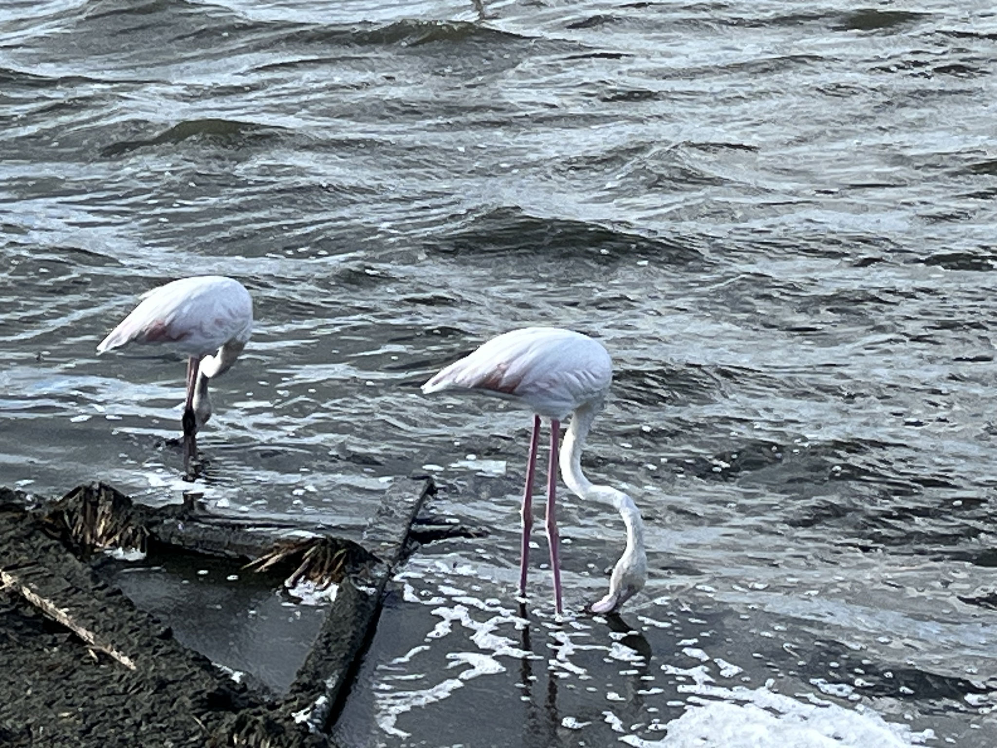 Bei der Abzweigung über den Damm nach Quartu Sant‘Elena können wir Flamingos aus nächster Nähe beobachten.