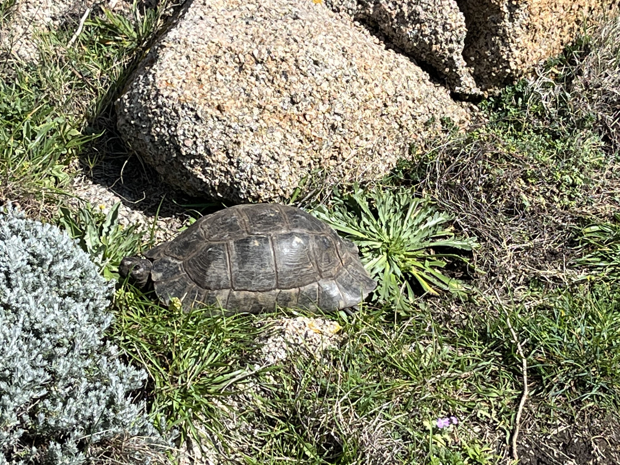 Dann läuft uns noch diese Schildkröte über den Weg.