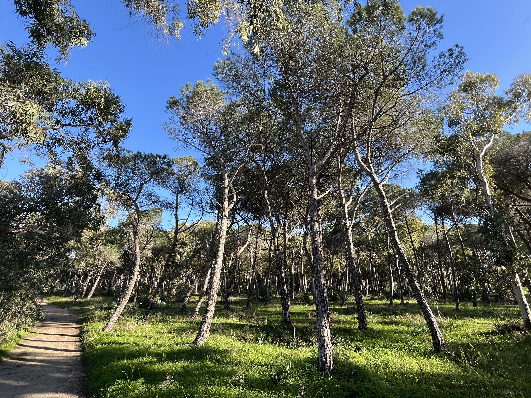 Wir gehen durch den Wald zurück an den Strand, wo ..