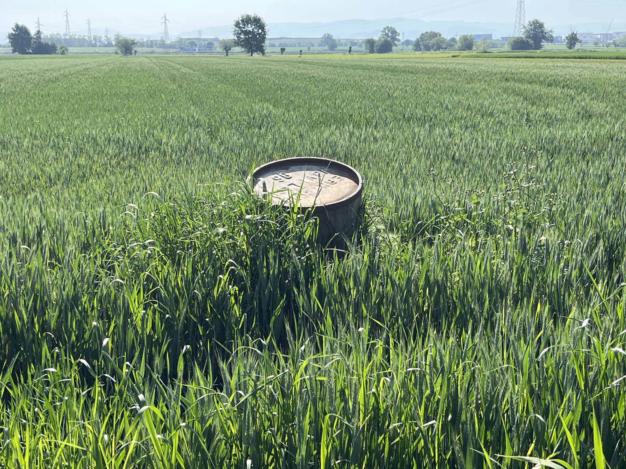 … den riesigen Feldern hindurch.
