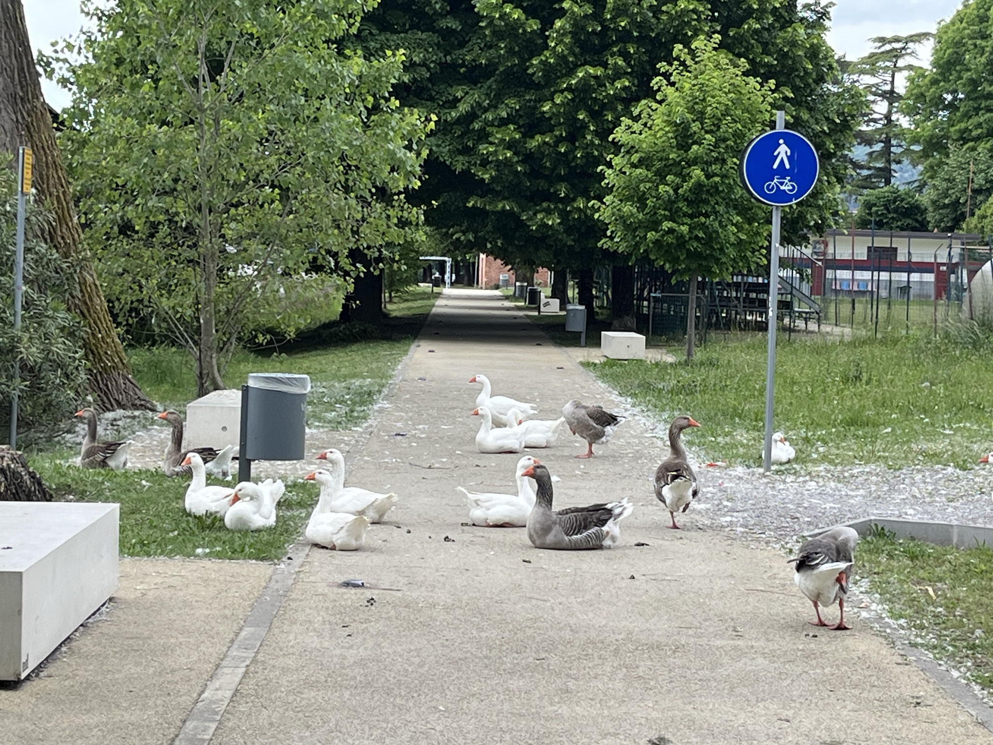 Es geht noch einige Kilometer auf der Hauptstrasse nach Angera, wo uns einige Gänse den Weg versperren!