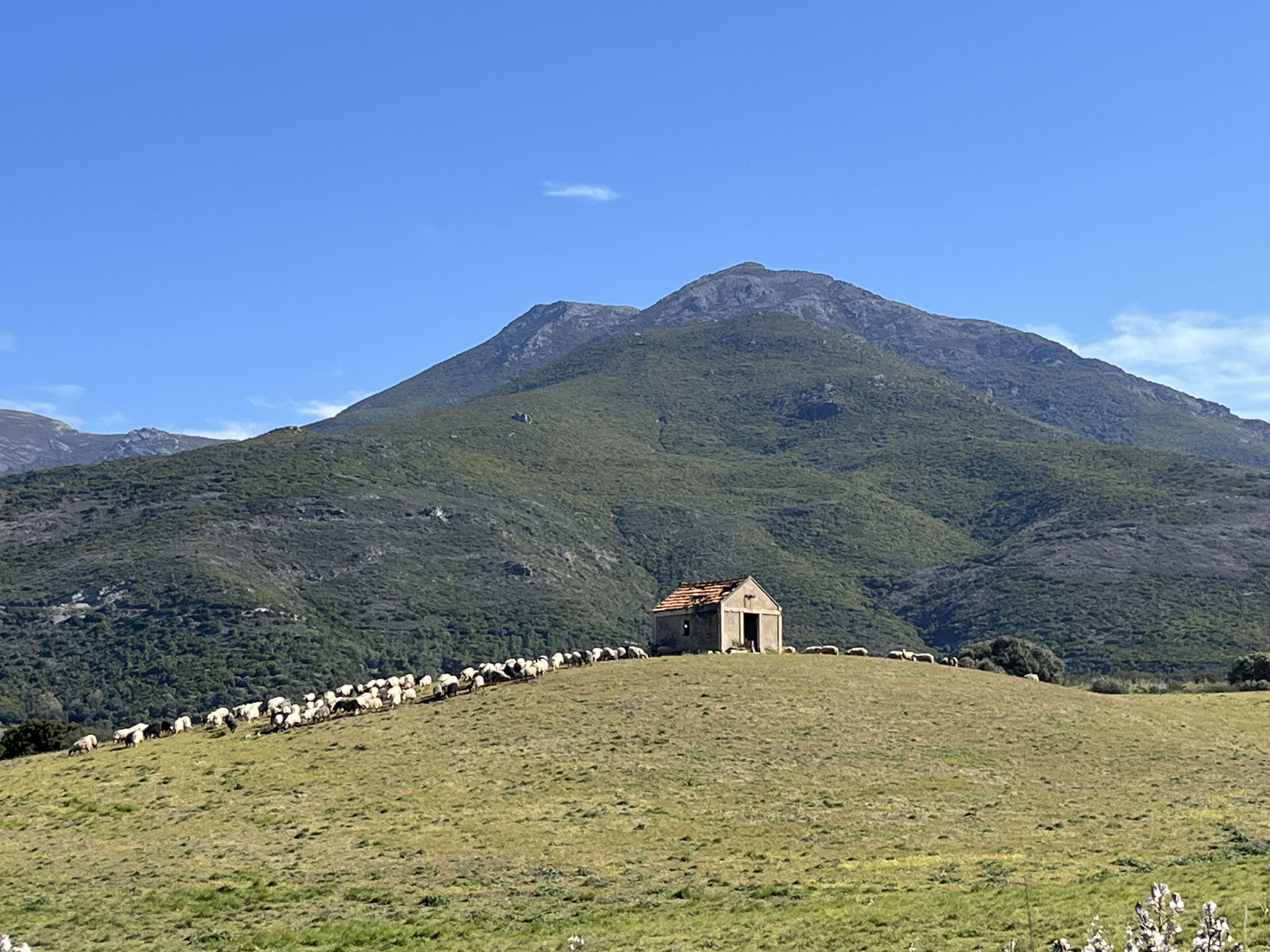 Ein wunderschönes Bild einer „Alp“ mit einer grossen Schafherde tut sich auf.