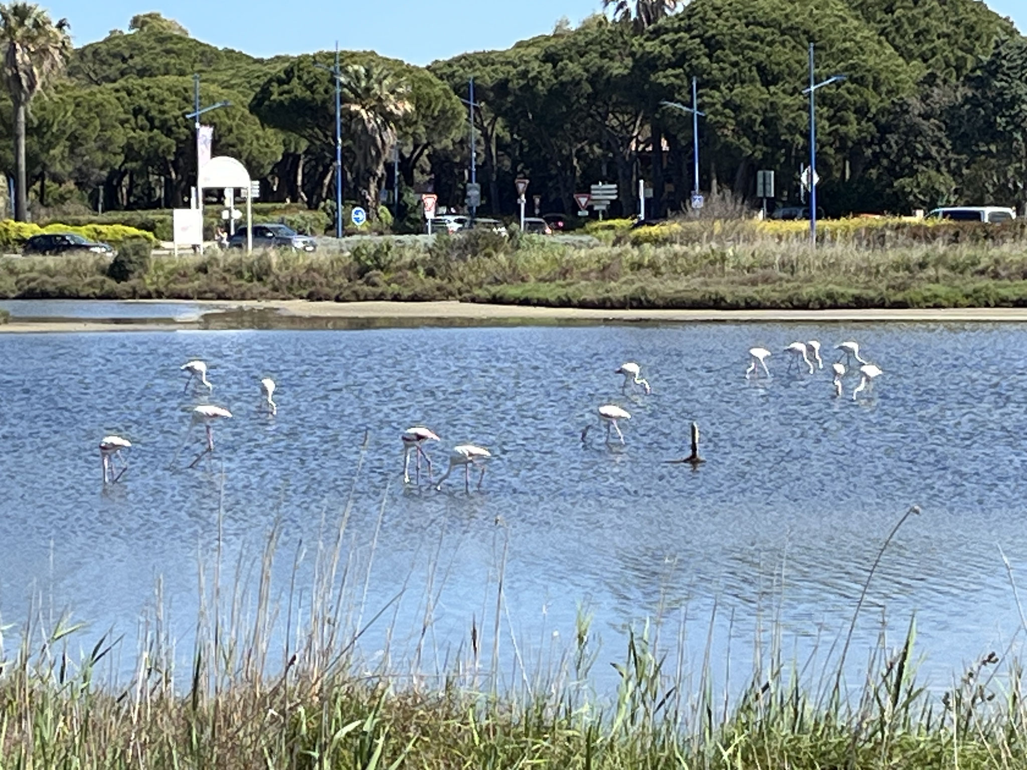 … einem grossen Flamingoteich.