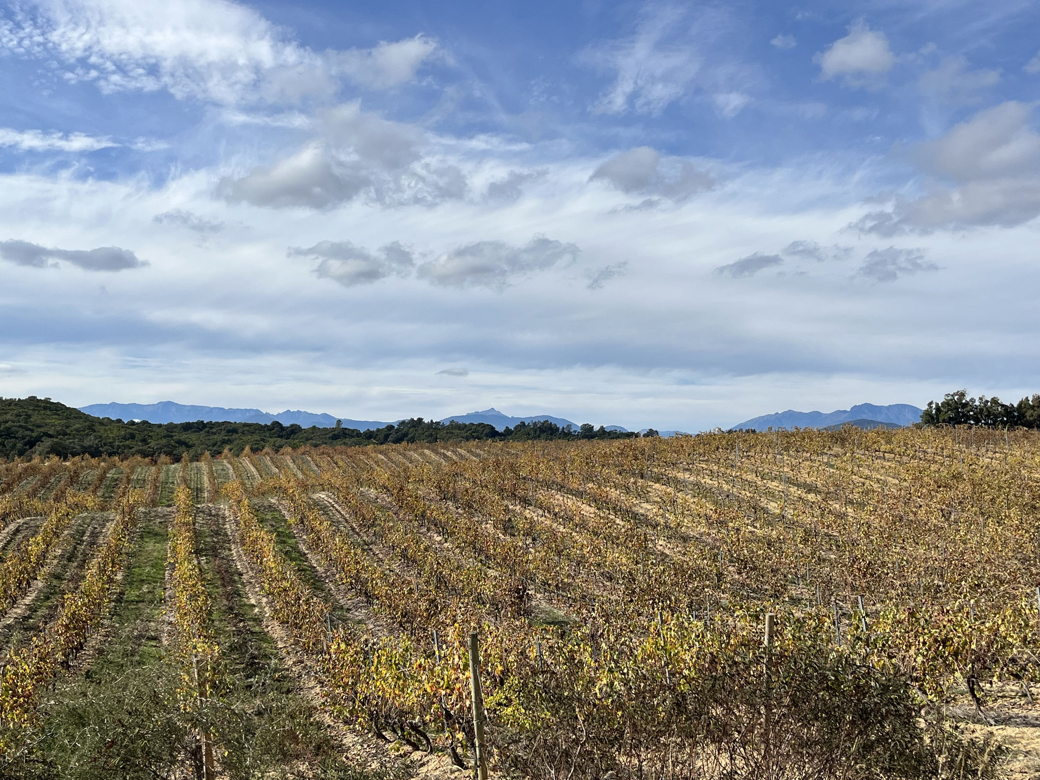 Die Weinlese ist vorbei und die Blätter verfärben sich herbstlich. In erhöhten Schräglagen wird viel Wein angebaut. Wir sehen auch Mandarinen-und Grapefruitplantagen.