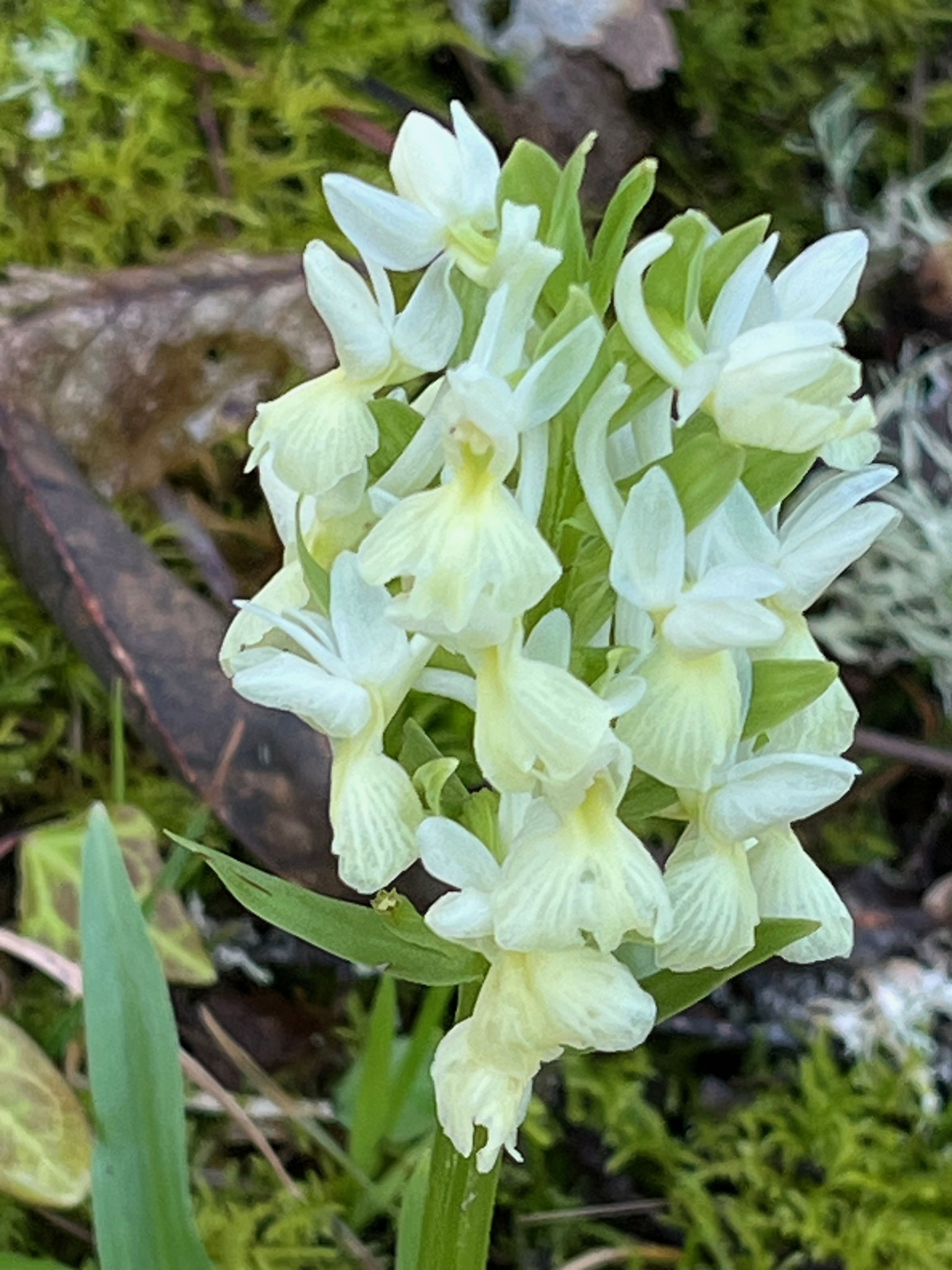 Der Wald ist sehr feucht und üppig bewachsen. Auf einer flacheren Passage mit mehr Sonnenlicht entdecken wir sogar einige Orchideen.