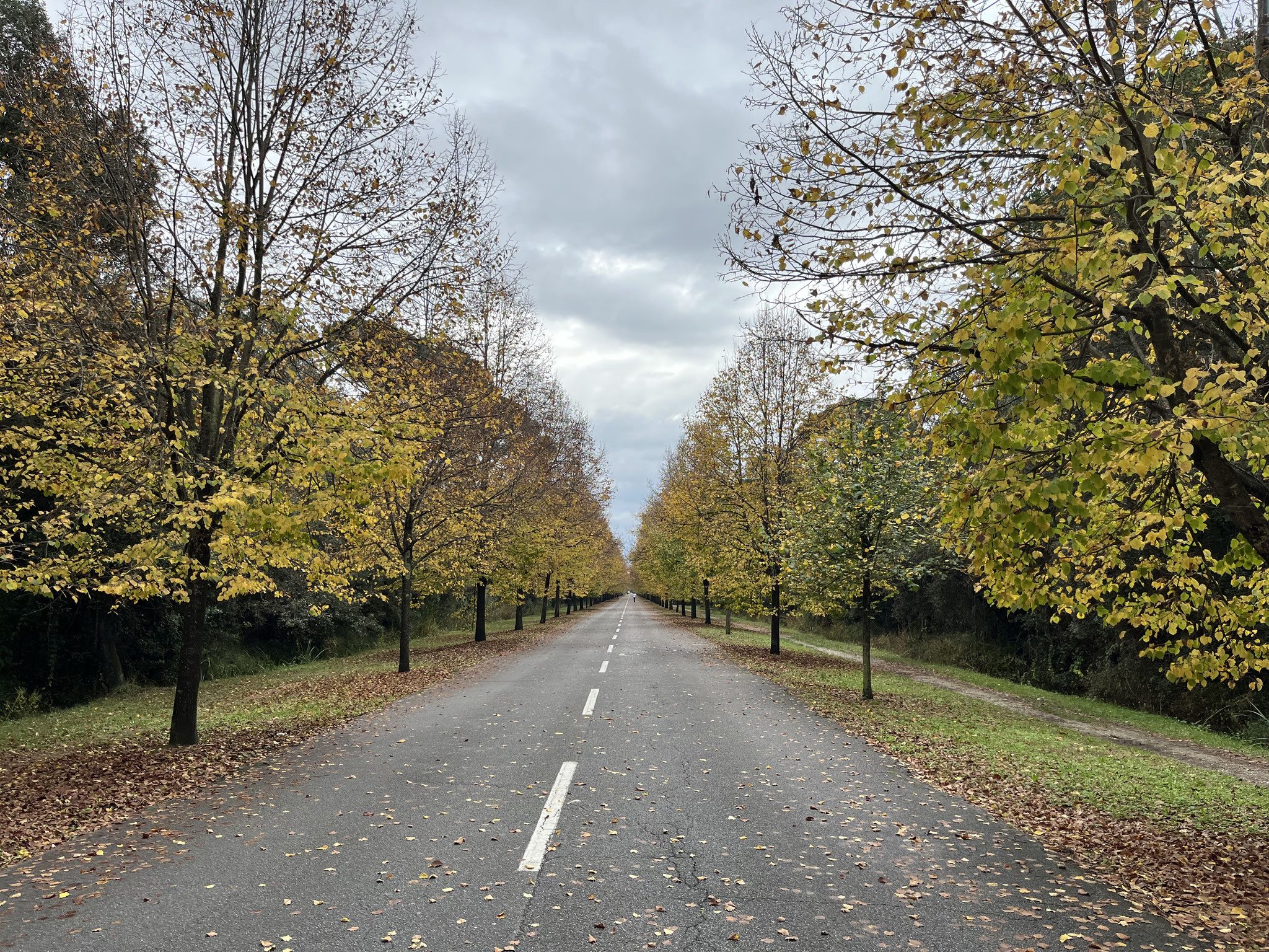 Es folgt eine wunderschöne Allee, bevor es auf …