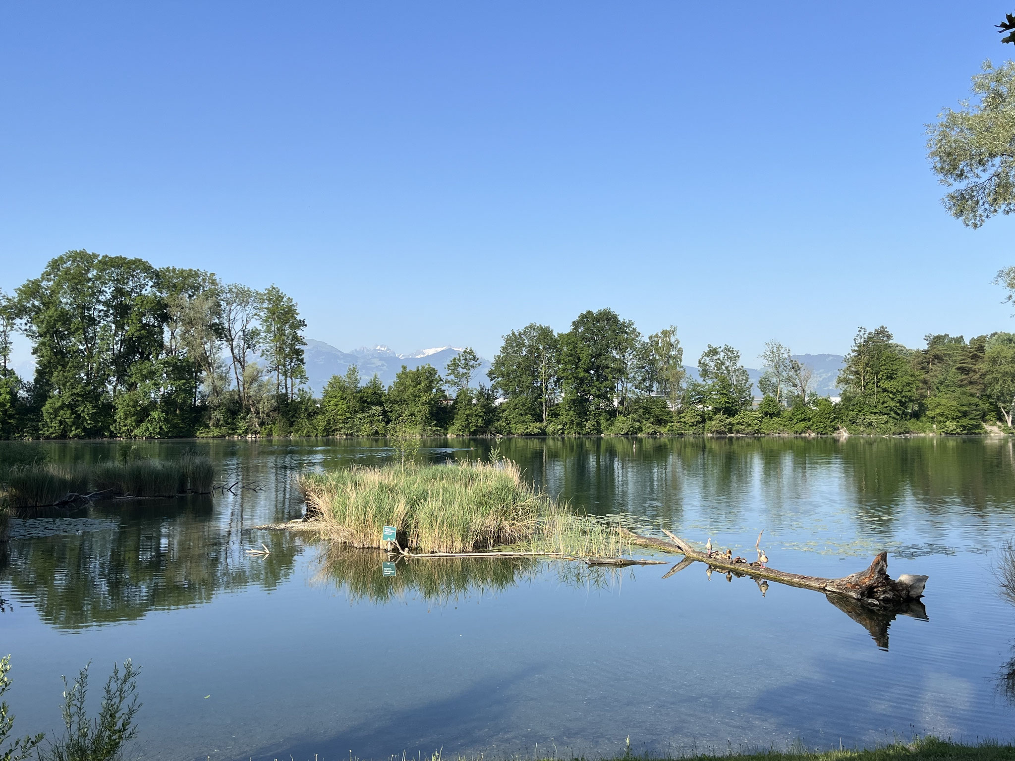 Wir sind froh, dass wir dem permanenten Stau im Industriezentrum Hohenems schnell verlassen und dem „alten“ Rhein in die Rheinauen folgen können.