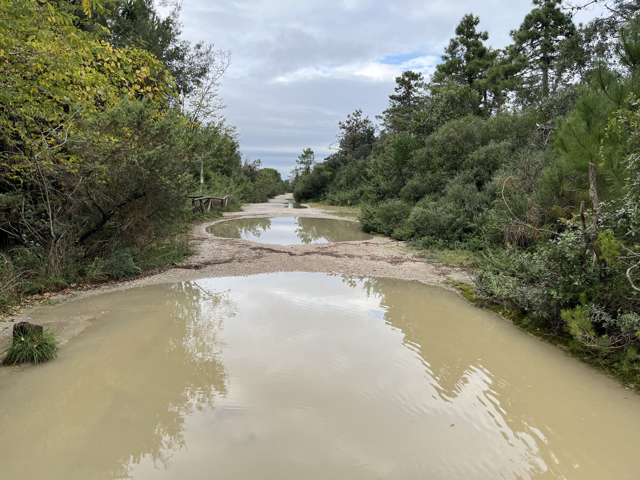 … sehr nassen Feldwegen durch einen Kiefernwald geht.