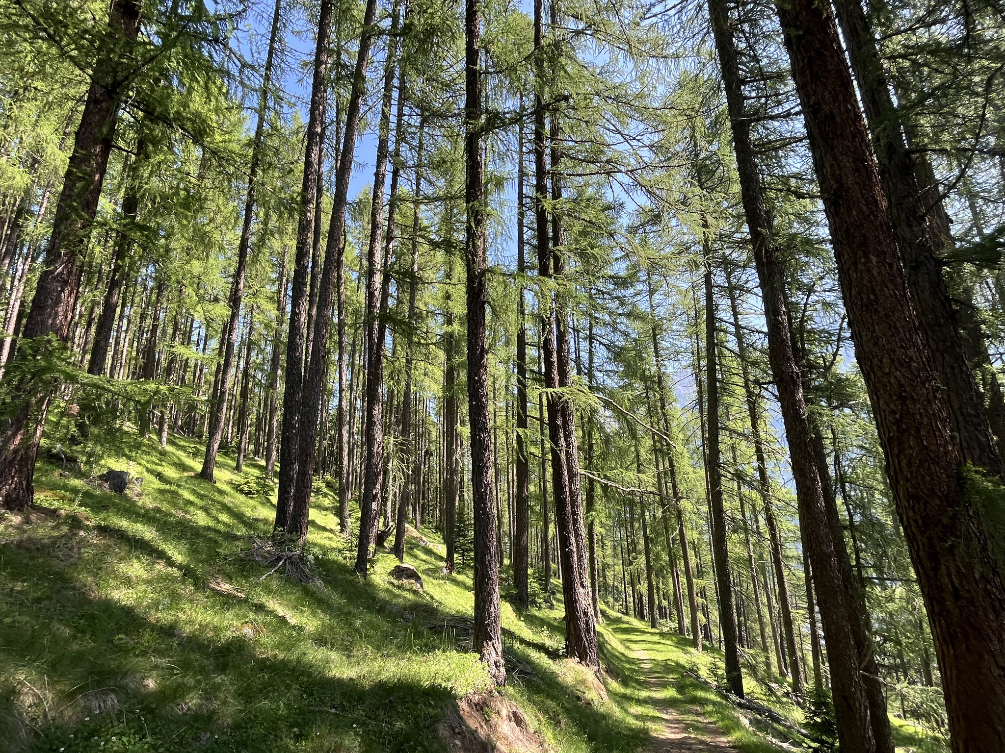 Wir wandern in Richtung Rettenbachtal durch einen wunderschönen Lärchenwald.