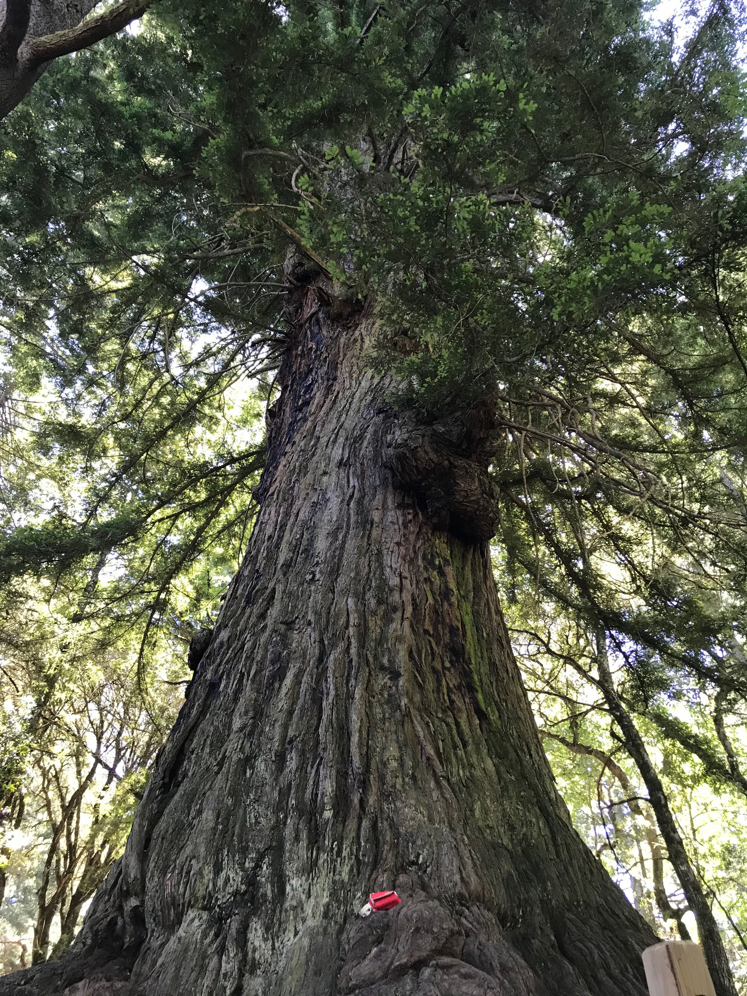 Wir entdeckten einen etwa 1900 Jahre alten Redwood Baum, dann ...