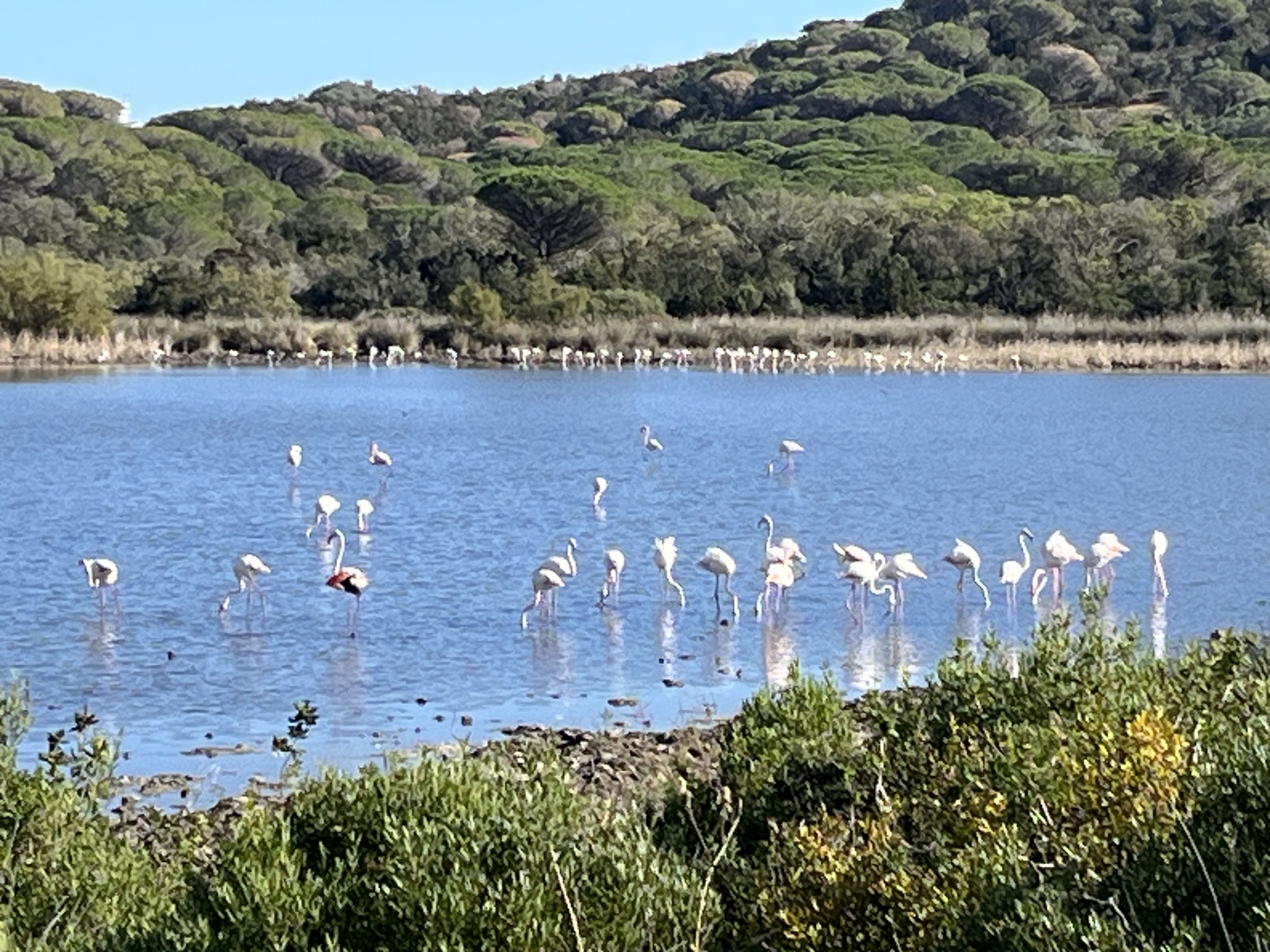 Ein sehenswertes Schauspiel führen die vielen schnatternden Flamingos im stehenden Gewässer(Etang) daneben auf.