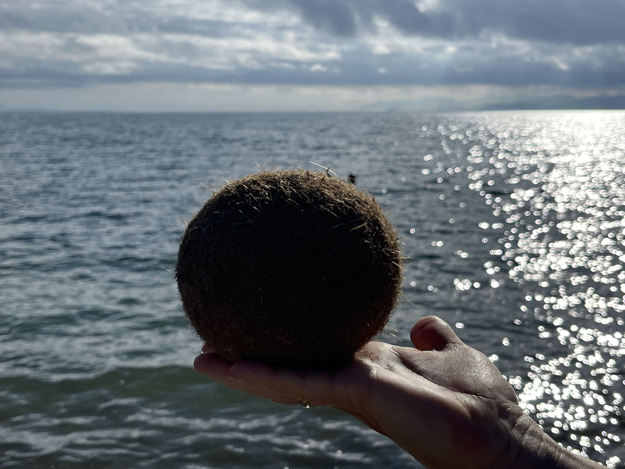 Zurück am Strand entdecken wir diesen grossen „Strand-bzw. Meer- bzw. Neptungrasball. Ein wahres Naturwunder.
