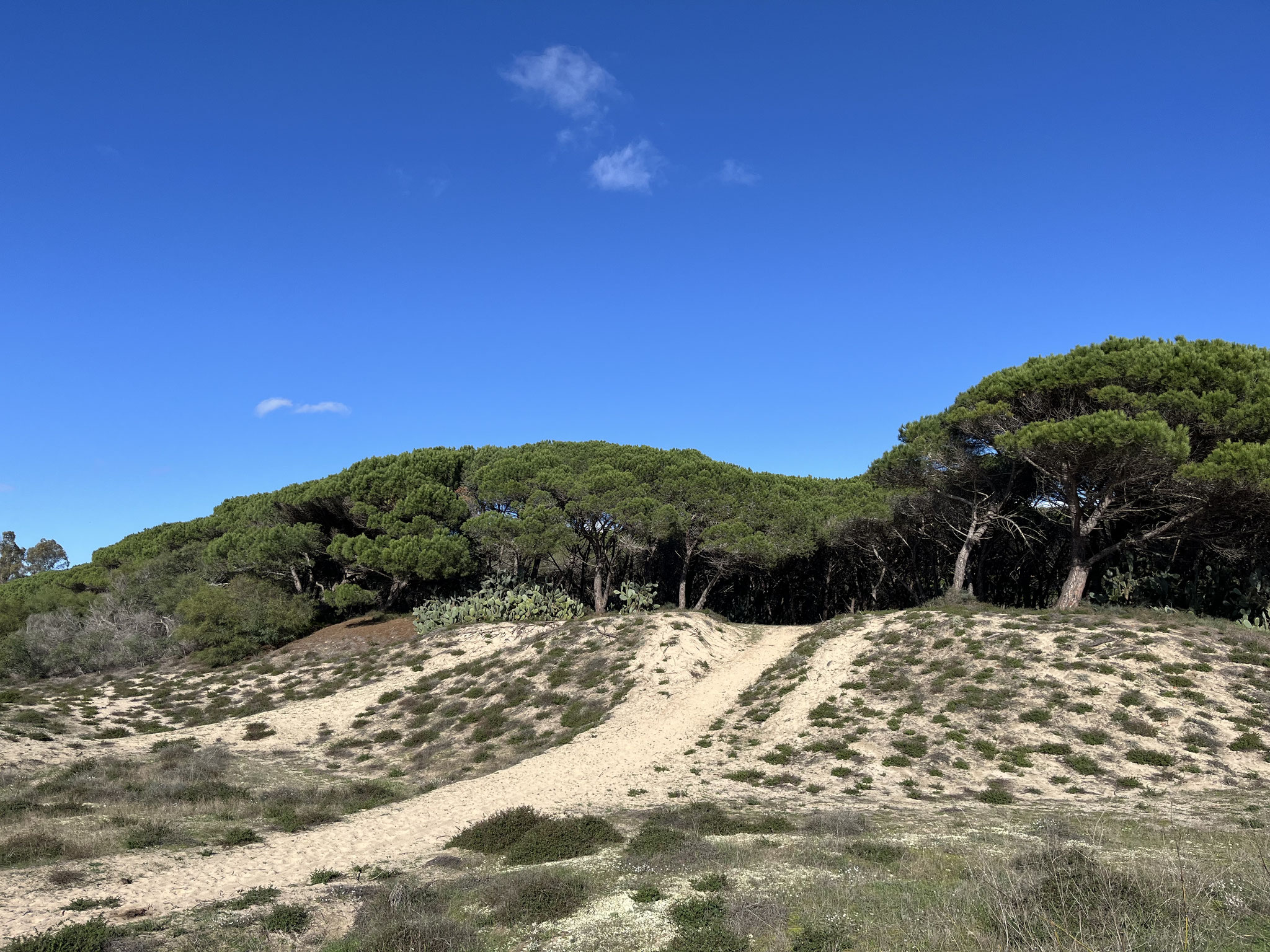 Unser Weg zurück führt hinter den Dünen durch einen schönen und noch natürlichen Pinienwald.