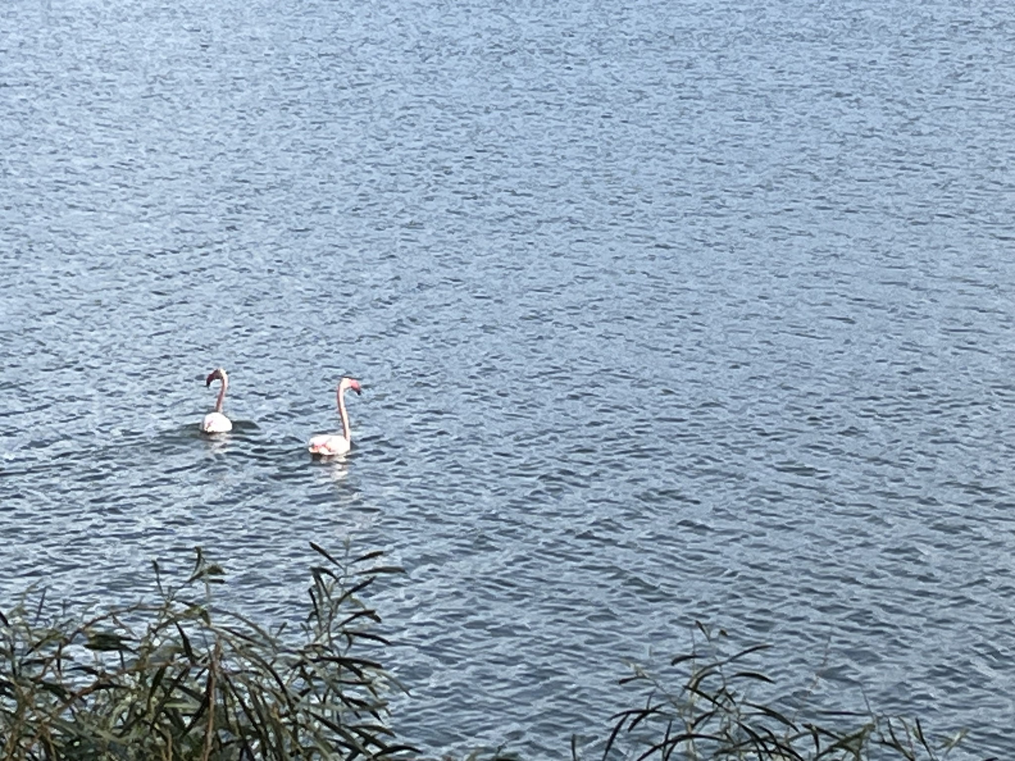 Der Verkehr hält sich in Grenzen und scheint die vielen Flamingos nicht zu stören.