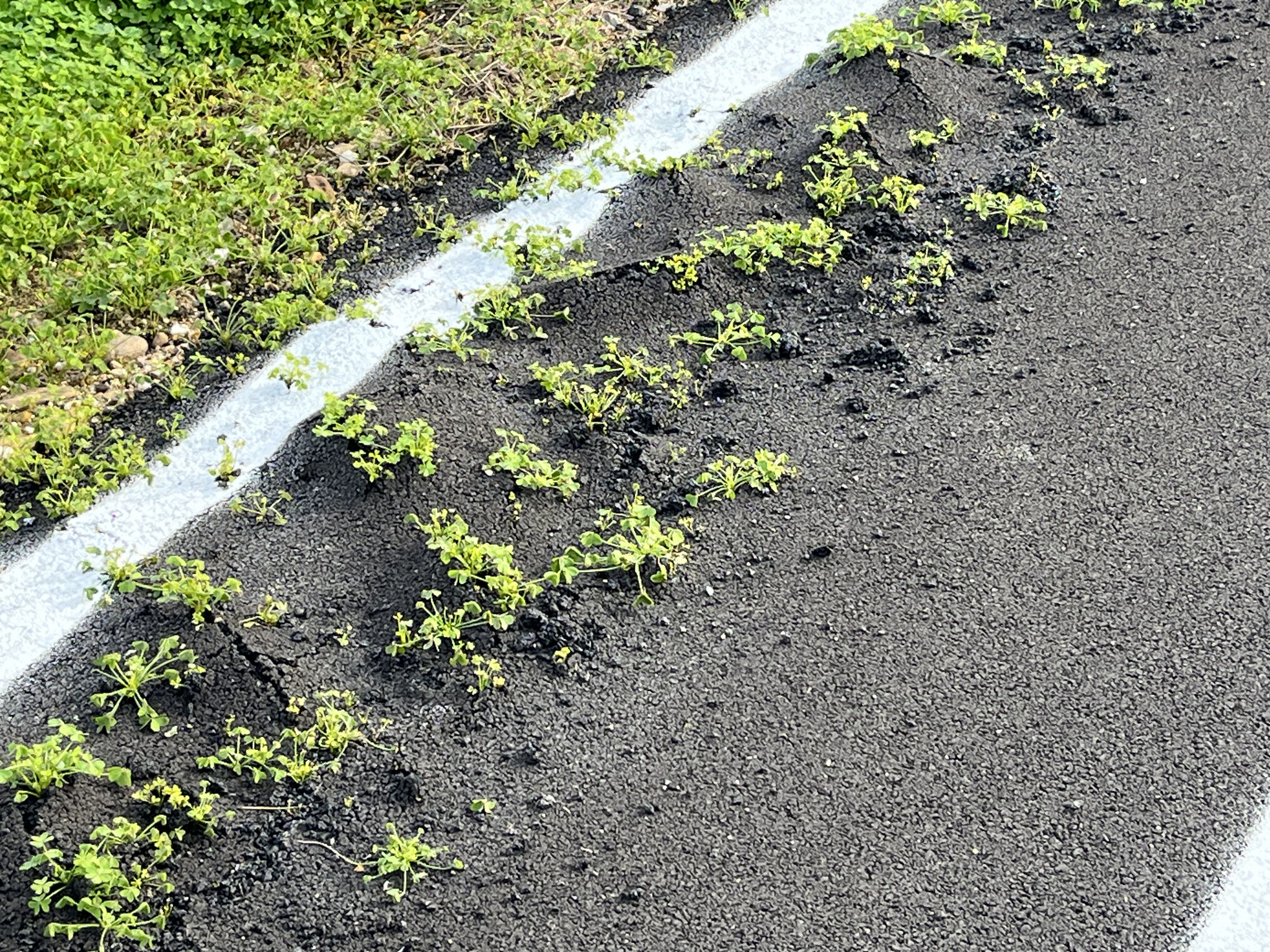 Auch der nigelnagelneue Veloweg besticht nicht gerade durch seinen Widerstand gegen das Unkraut.